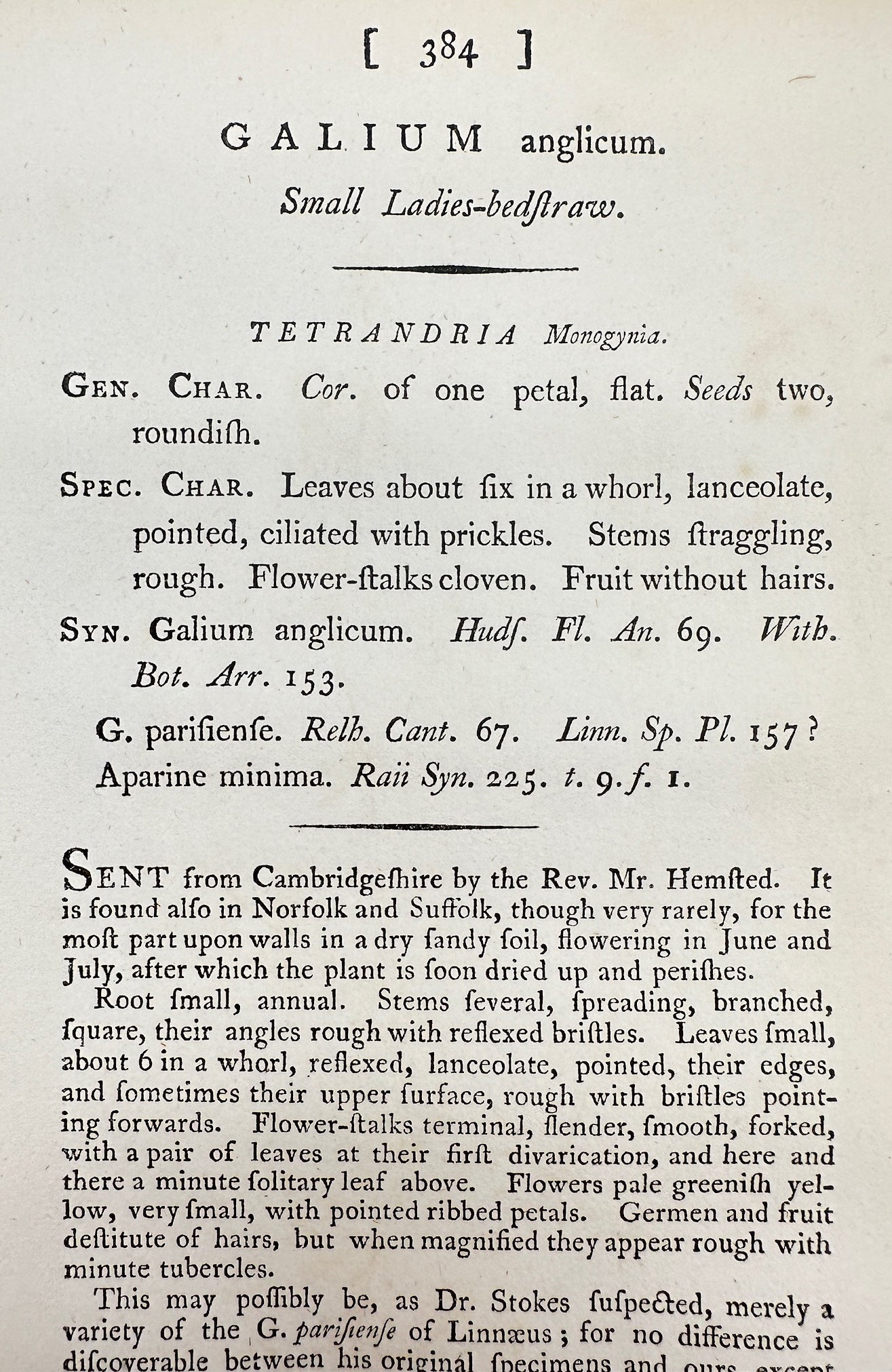 Antique Print - James Sowerby - Galium Anglicum - Small Ladies-bedſtraw - F1