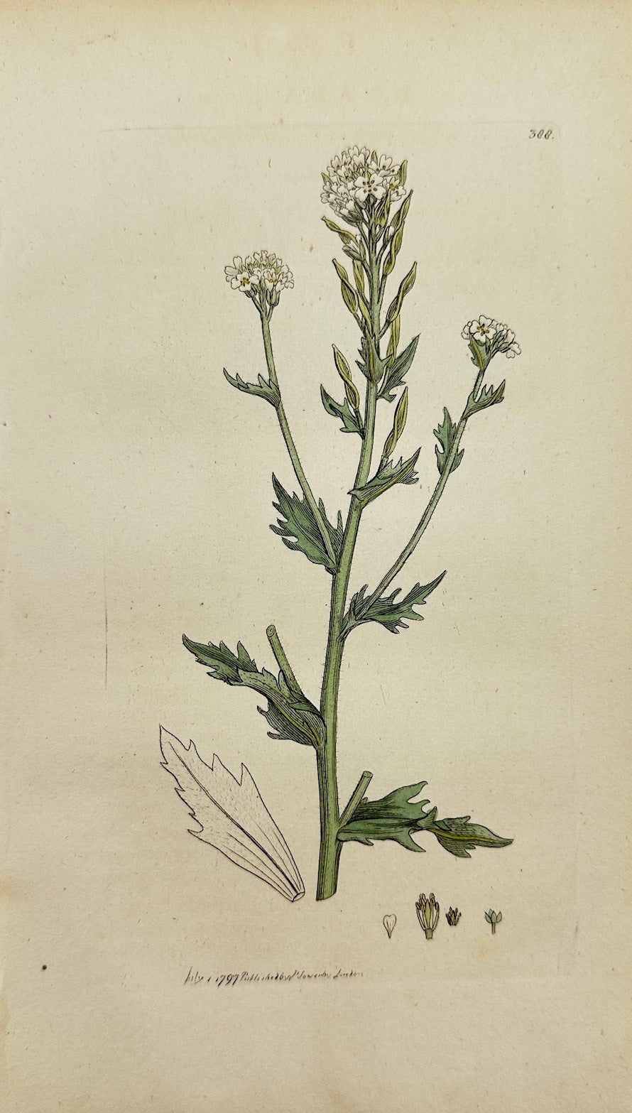 Antique Print - Sowerby - Draba Incana - Twisted-podded Whitlow-grafs - F1