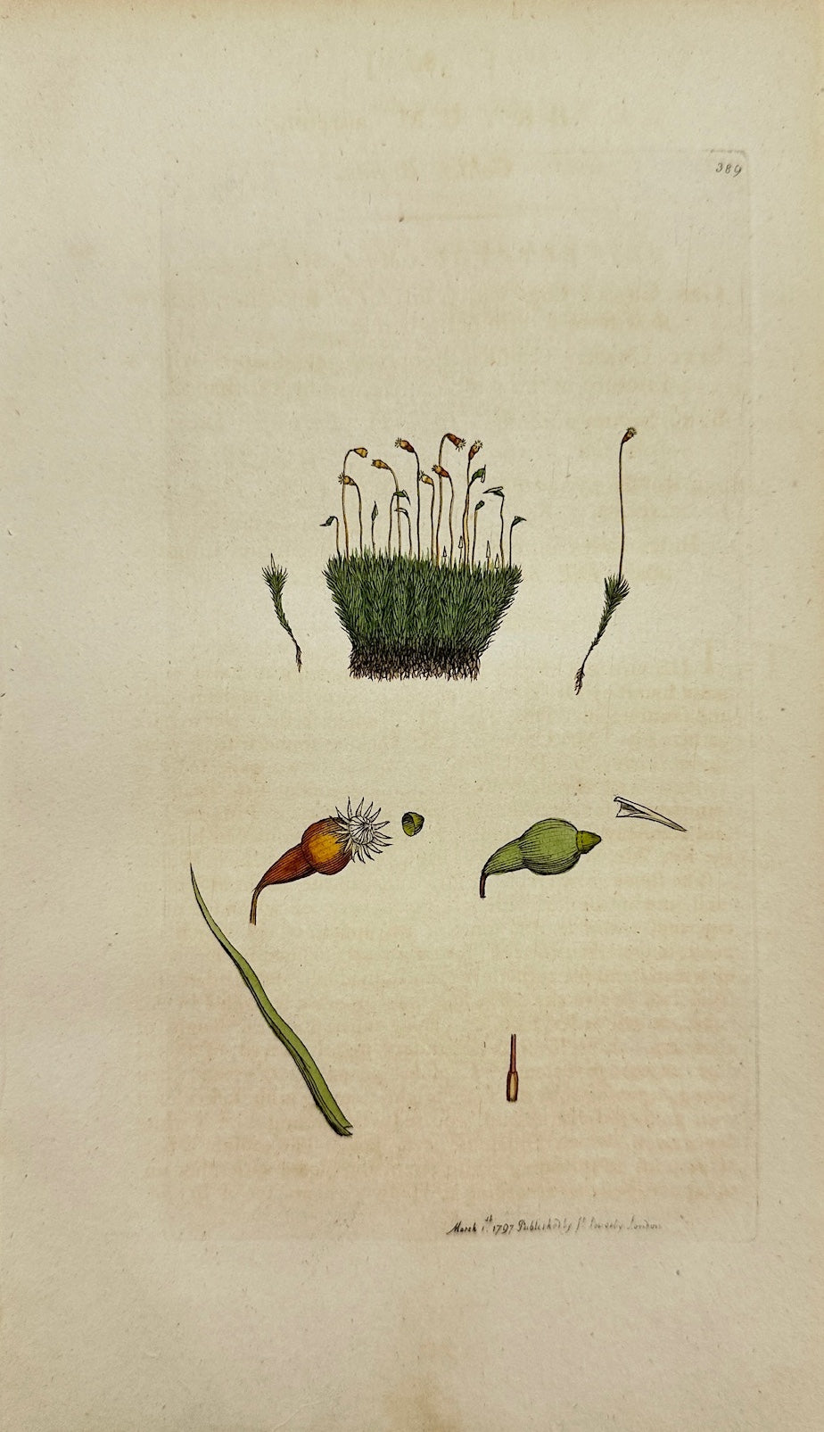 Antique Botanical Print - James Sowerby - Bryum Aureum - Golden Bryum - F1