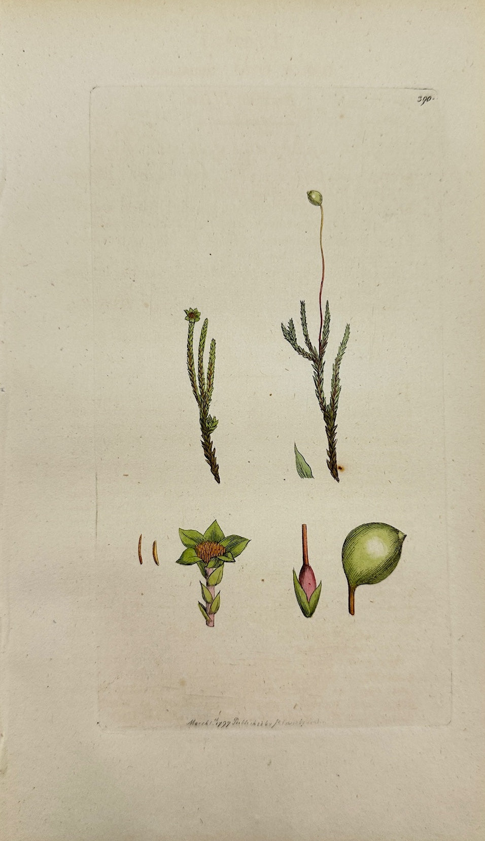 Antique Botanical Print - James Sowerby - Bryum Fontanum - Fountain Bryum - F1