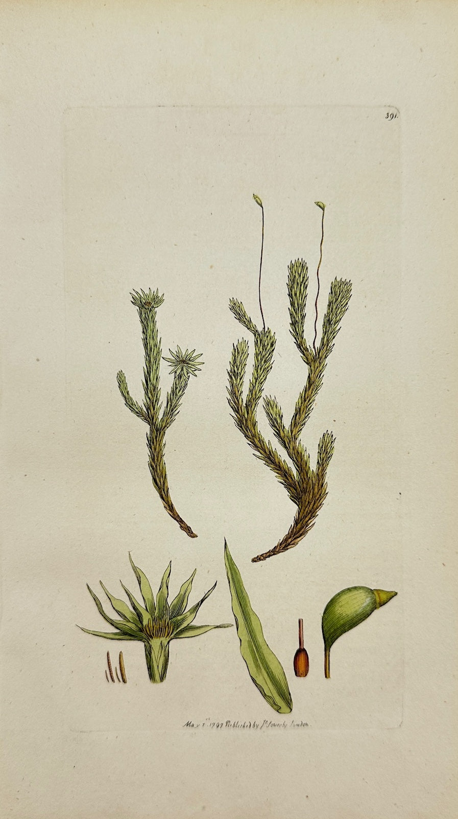 Antique Botanical Print - James Sowerby - Bryum Palustre - Marsh Bryum - F1