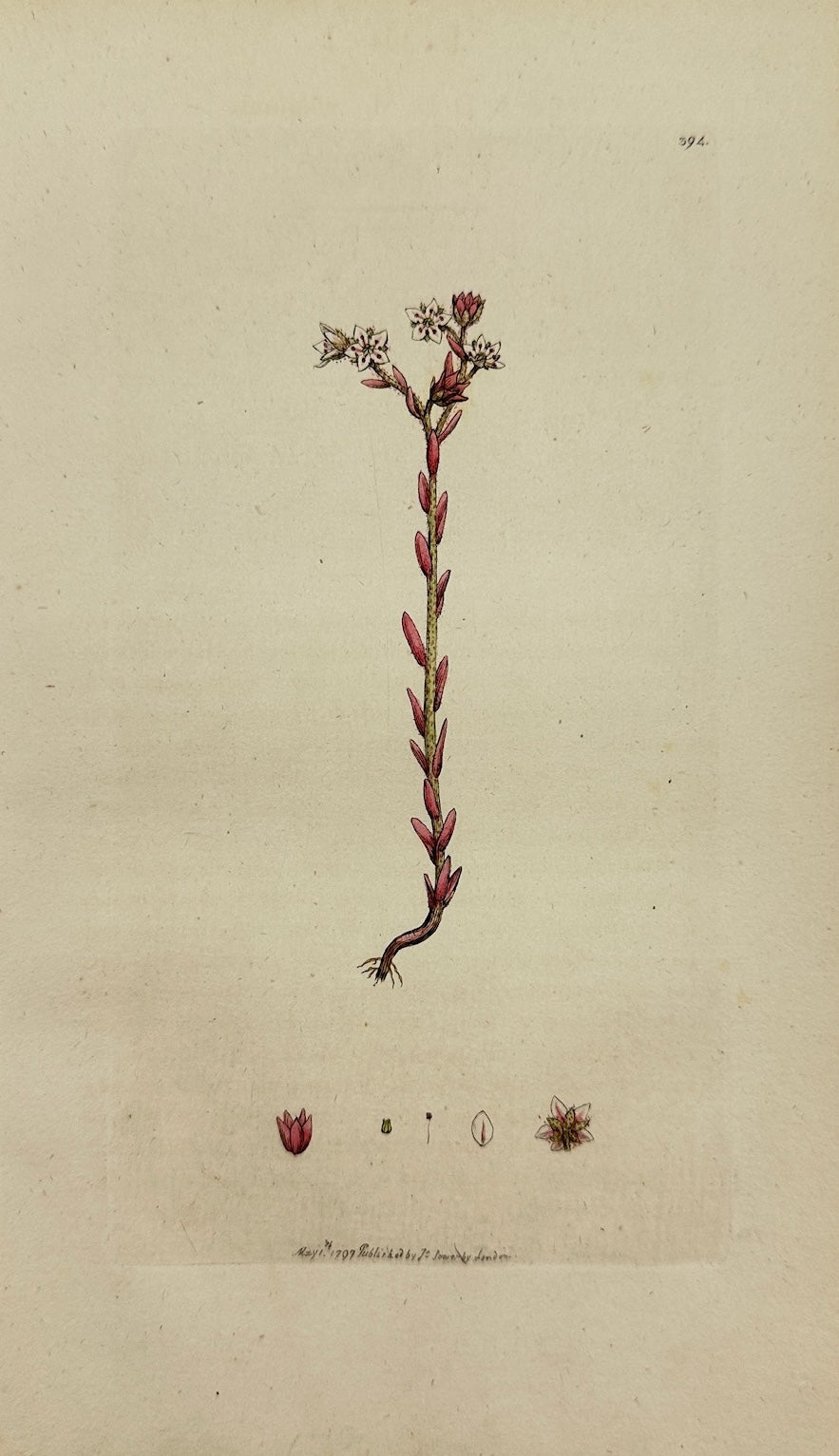 Antique Botanical Print - James Sowerby - Sedum Villofum - Hairy Stonecrop - F1