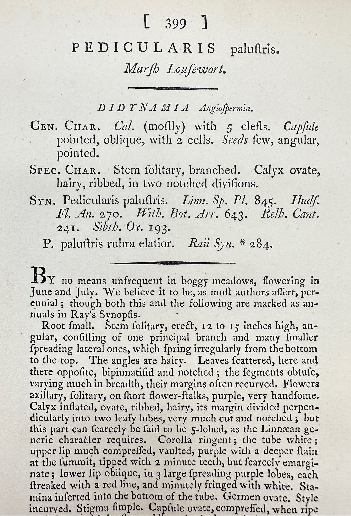 Antique Print - James Sowerby - Pedicularis Paluftris - Marsh Lousewort - F1