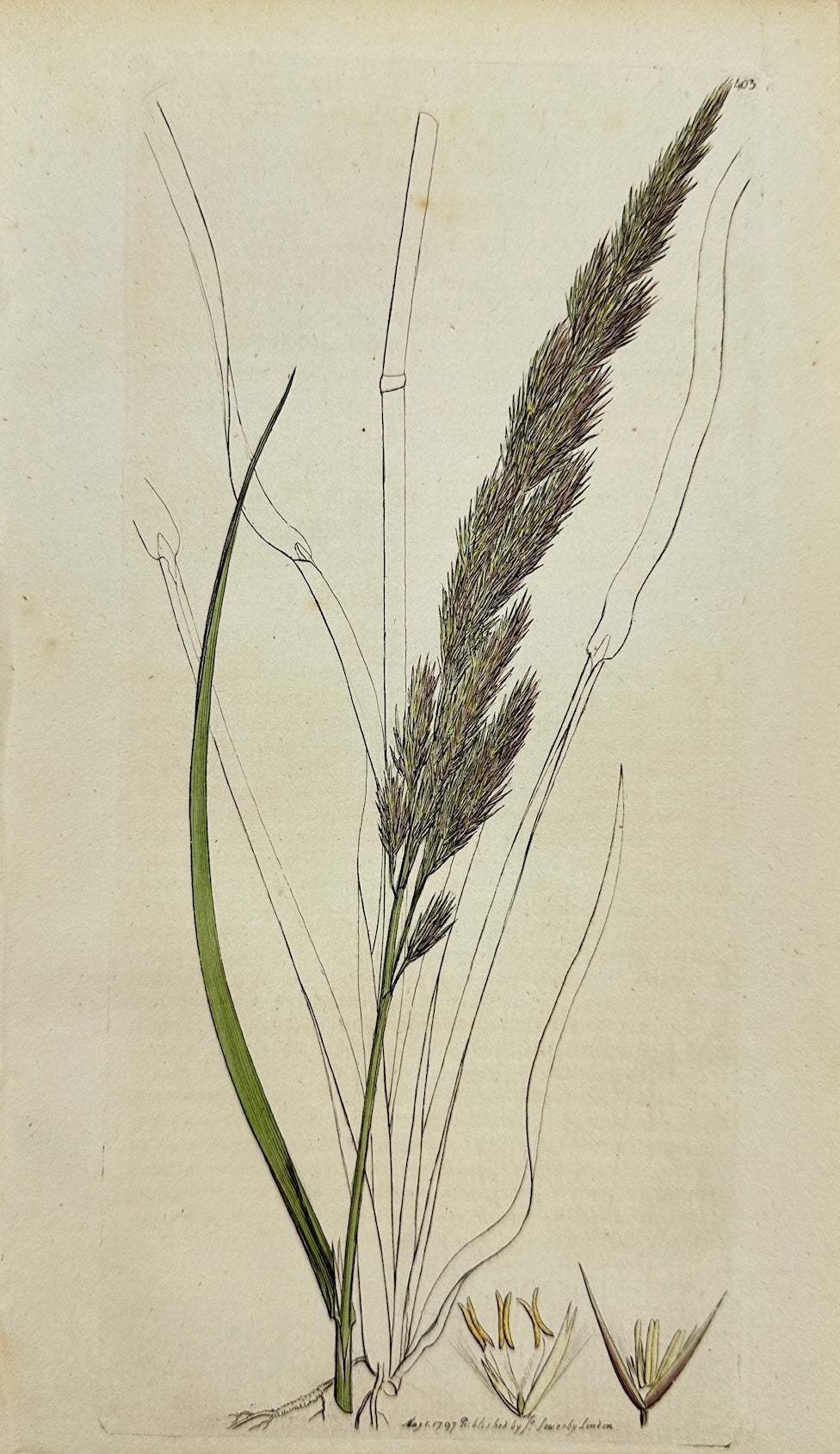 Antique Botanical Print - James Sowerby - Arundo Calamagrostis - Small Reed - F1