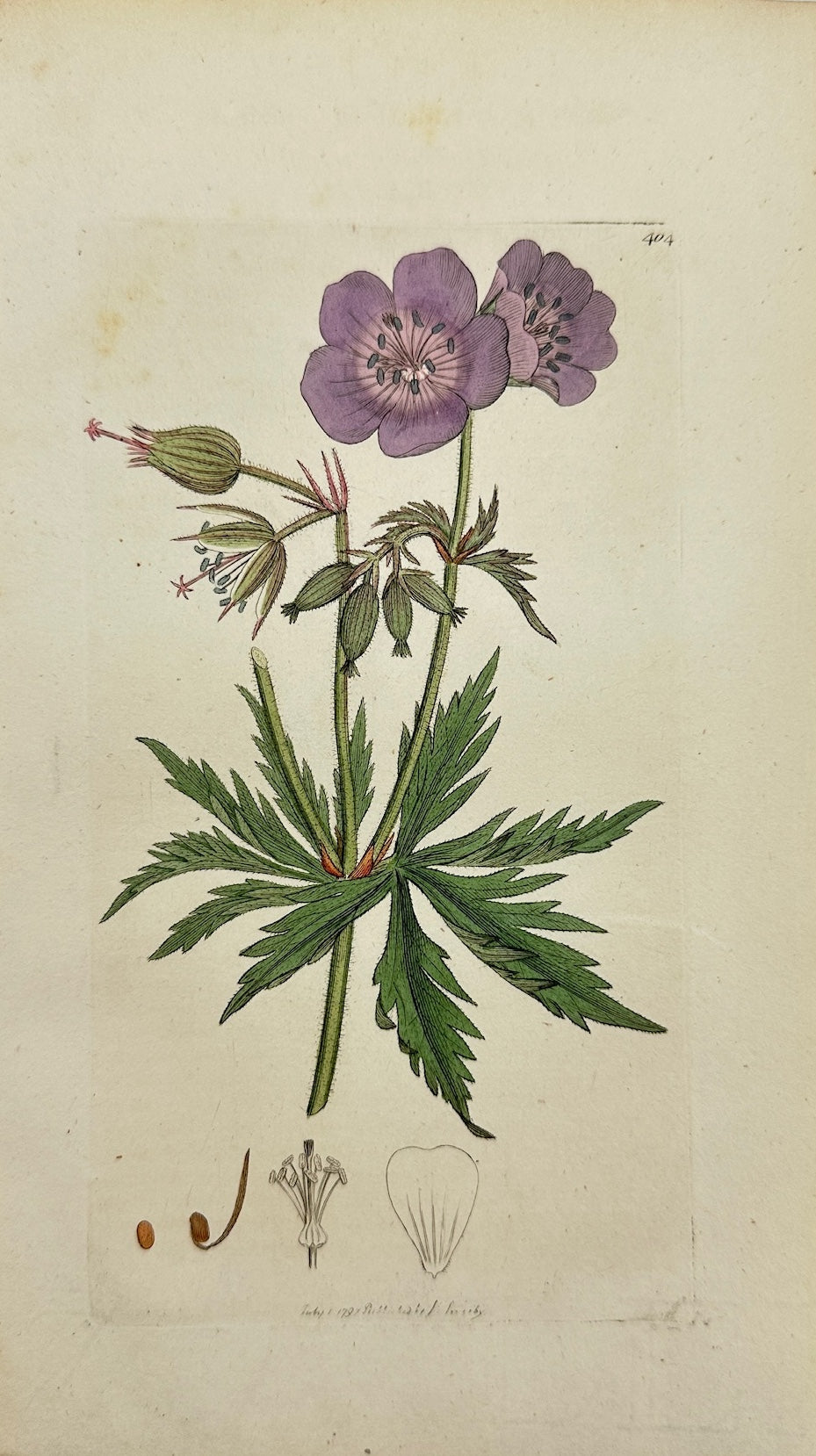 Antique Print - Sowerby - Geranium Pratenfe - Crowfoot-leaved Cranesbill - F1