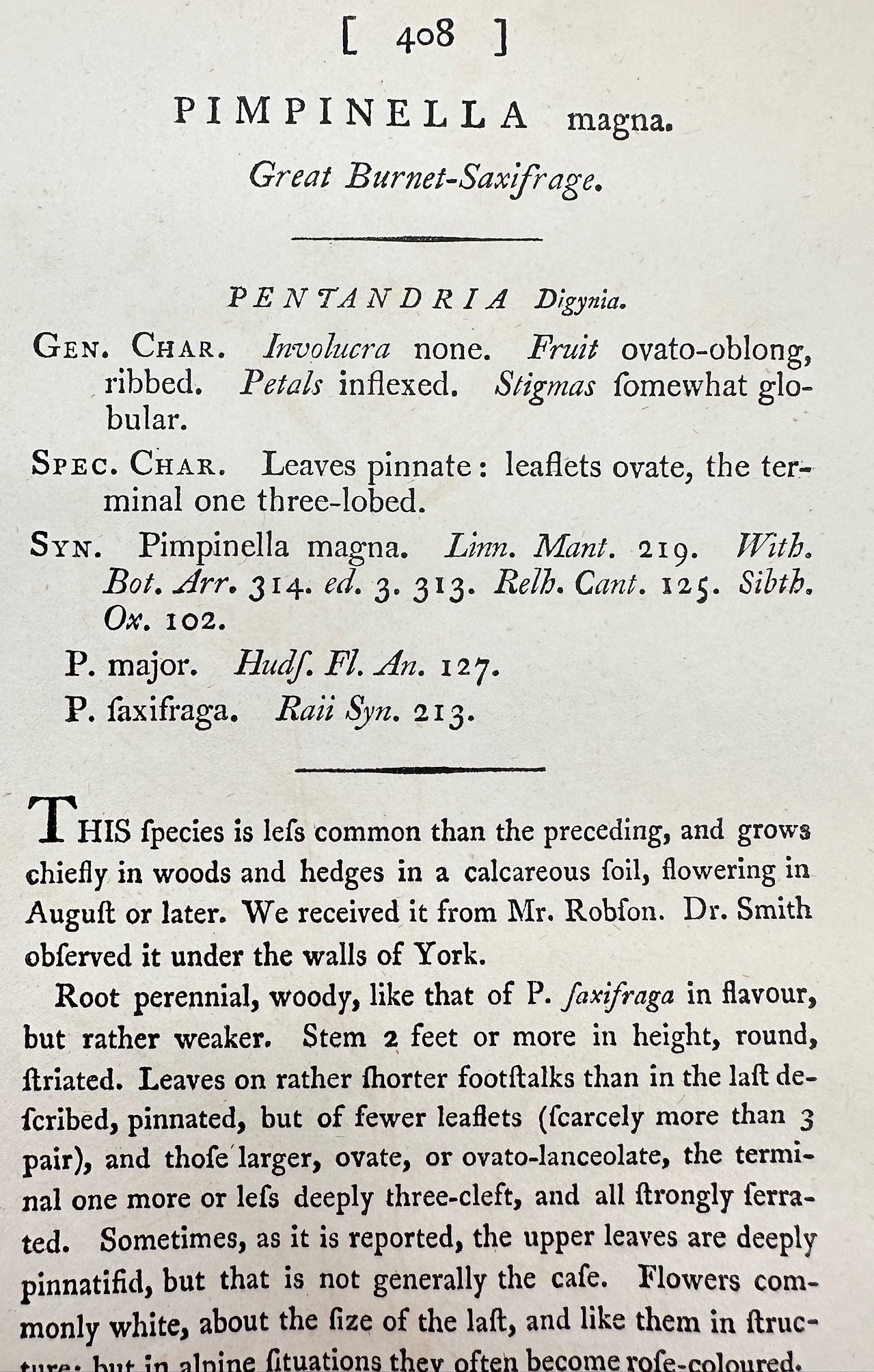 Antique Print - James Sowerby - Pimpinella Magna - Great Burnet-Saxifrage - F1