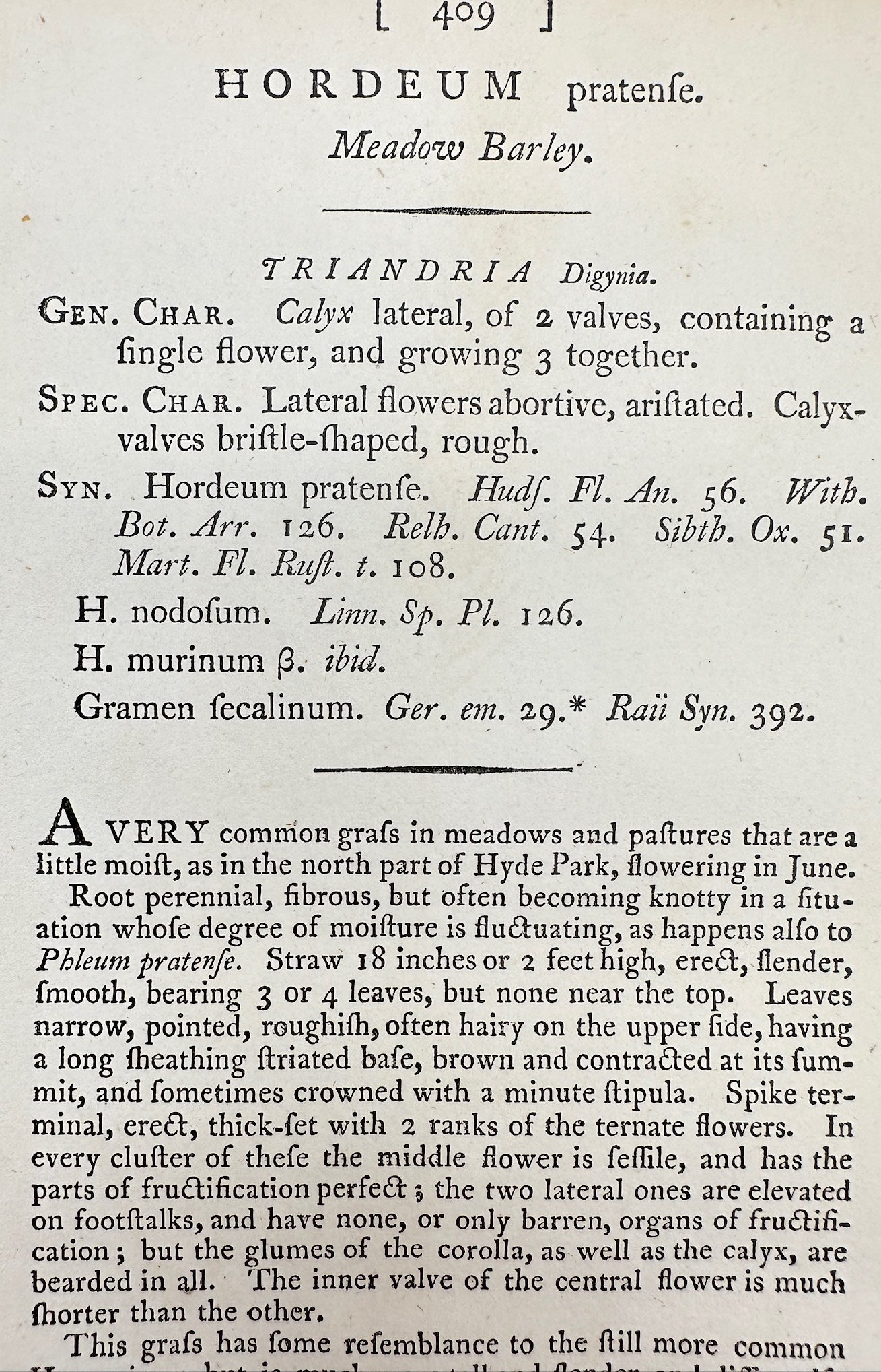 Antique Botanical Print - James Sowerby - Hordeum Pratenſe - Meadow Barley - F1