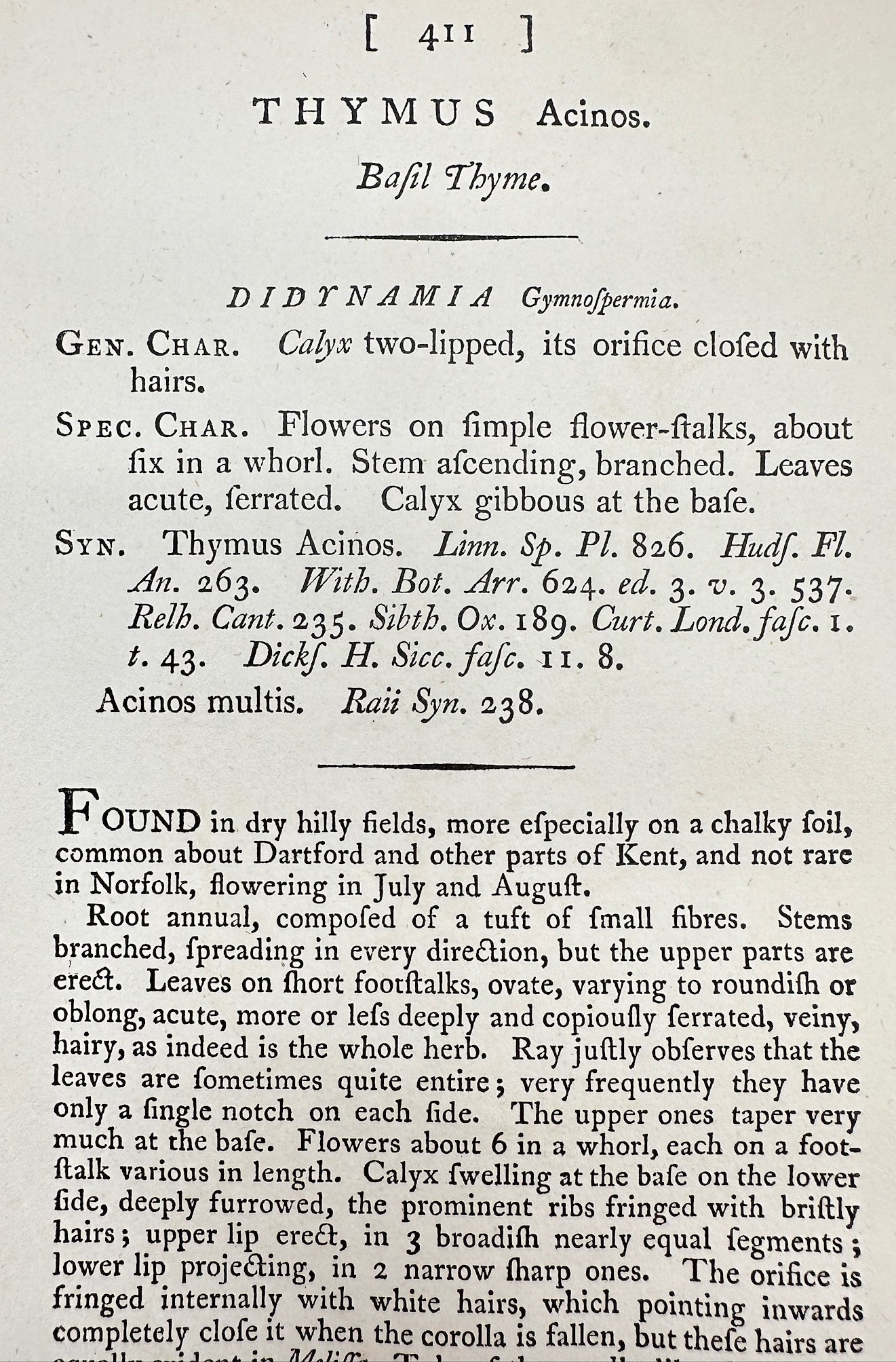 Antique Botanical Print - James Sowerby - Thymus Acinos - Bafil Thyme - F1