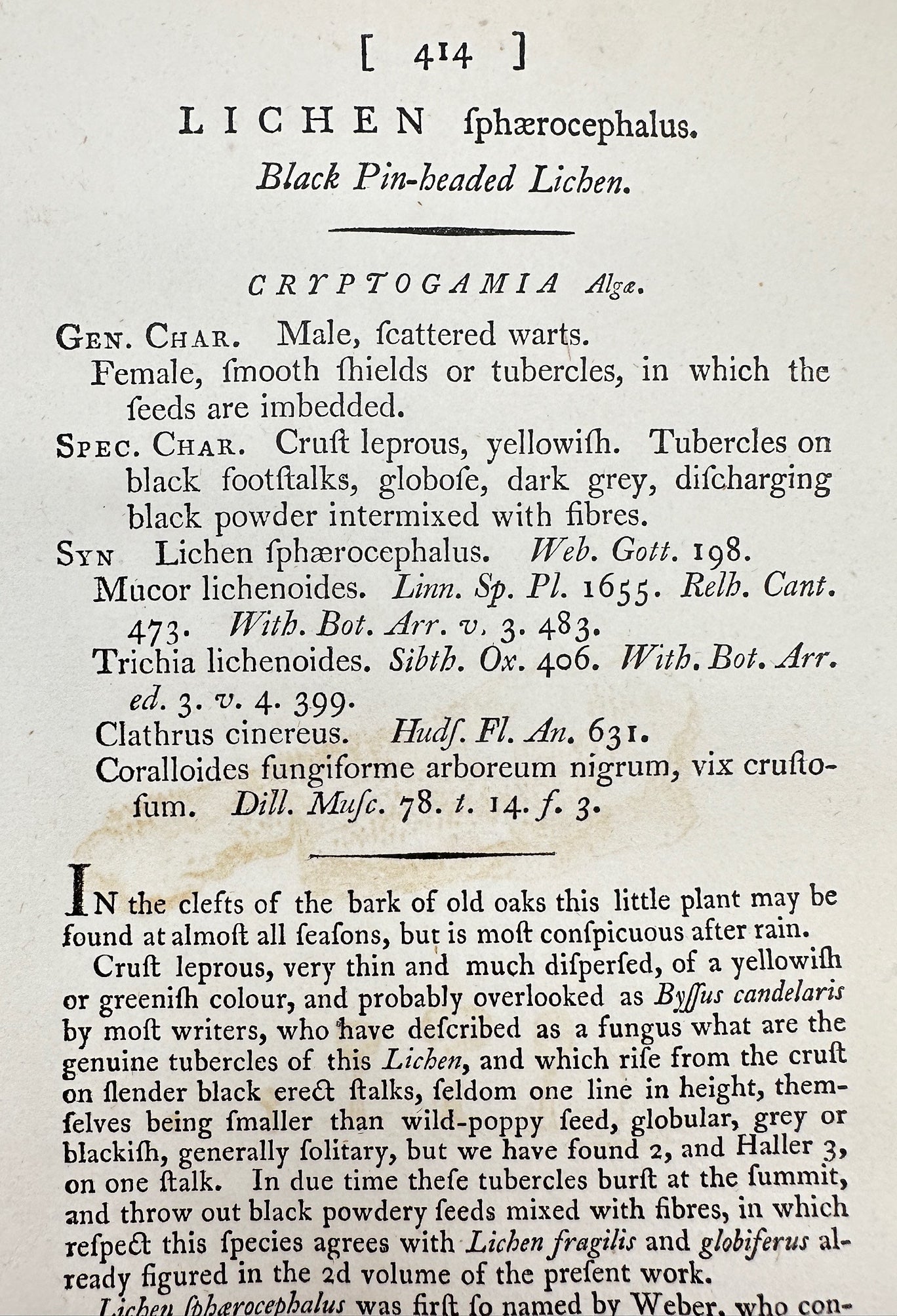 Antique Print - Sowerby - Lichen ſphærocephalus - Black Pin-headed Lichen - F1
