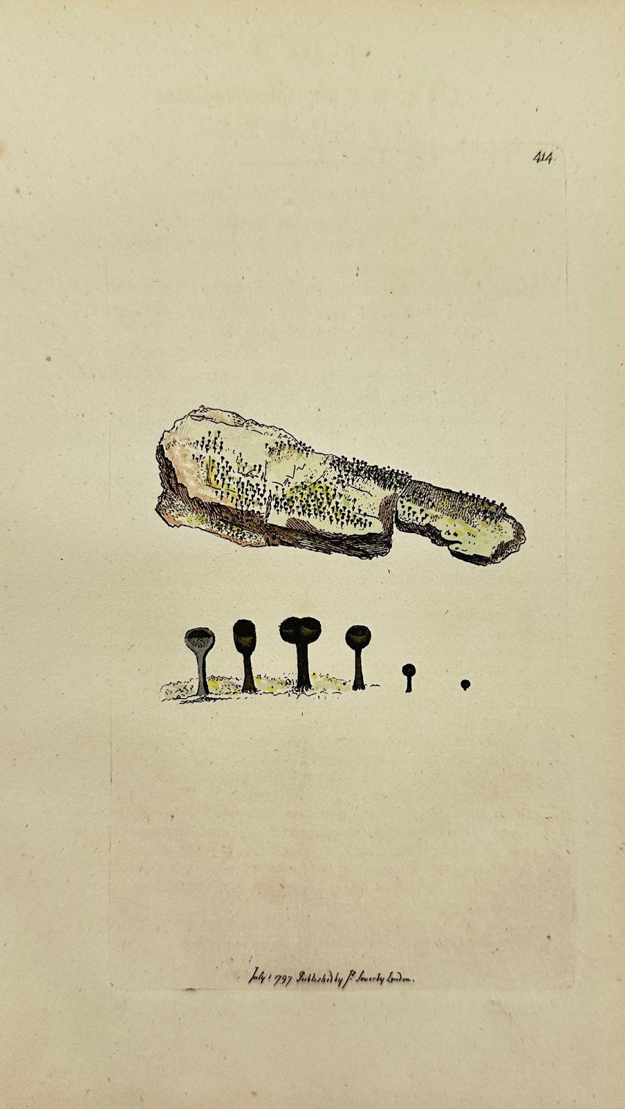 Antique Print - Sowerby - Lichen ſphærocephalus - Black Pin-headed Lichen - F1