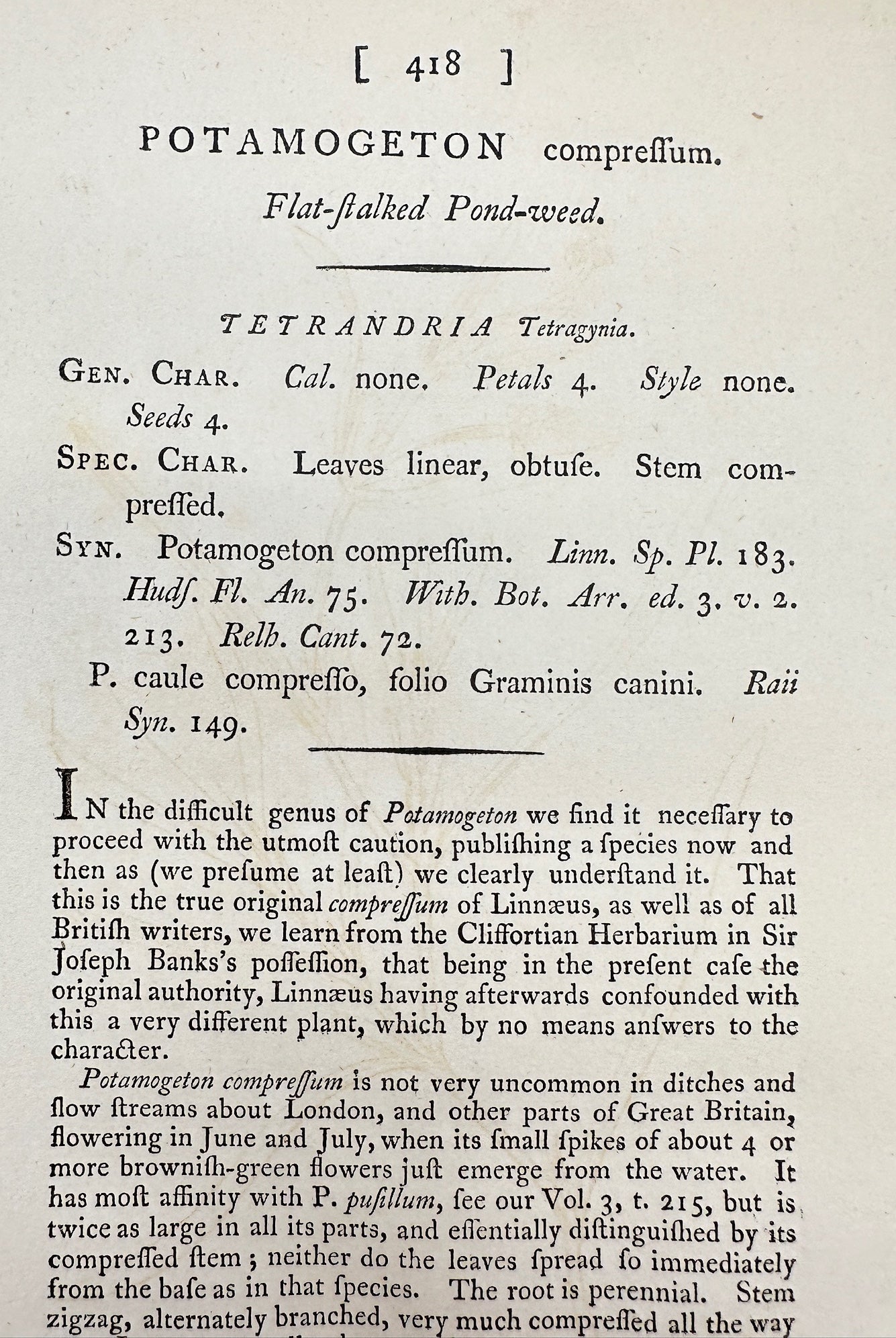 Antique Print - Sowerby - Potamogeton Compressum - Flat-ftalked Pond-weed - F1