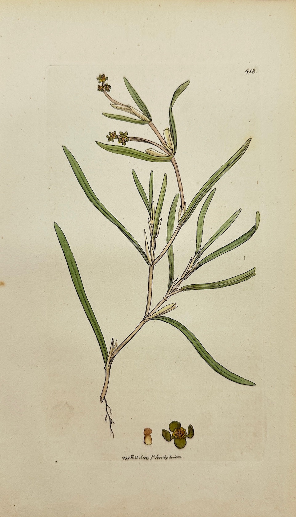 Antique Print - Sowerby - Potamogeton Compressum - Flat-ftalked Pond-weed - F1
