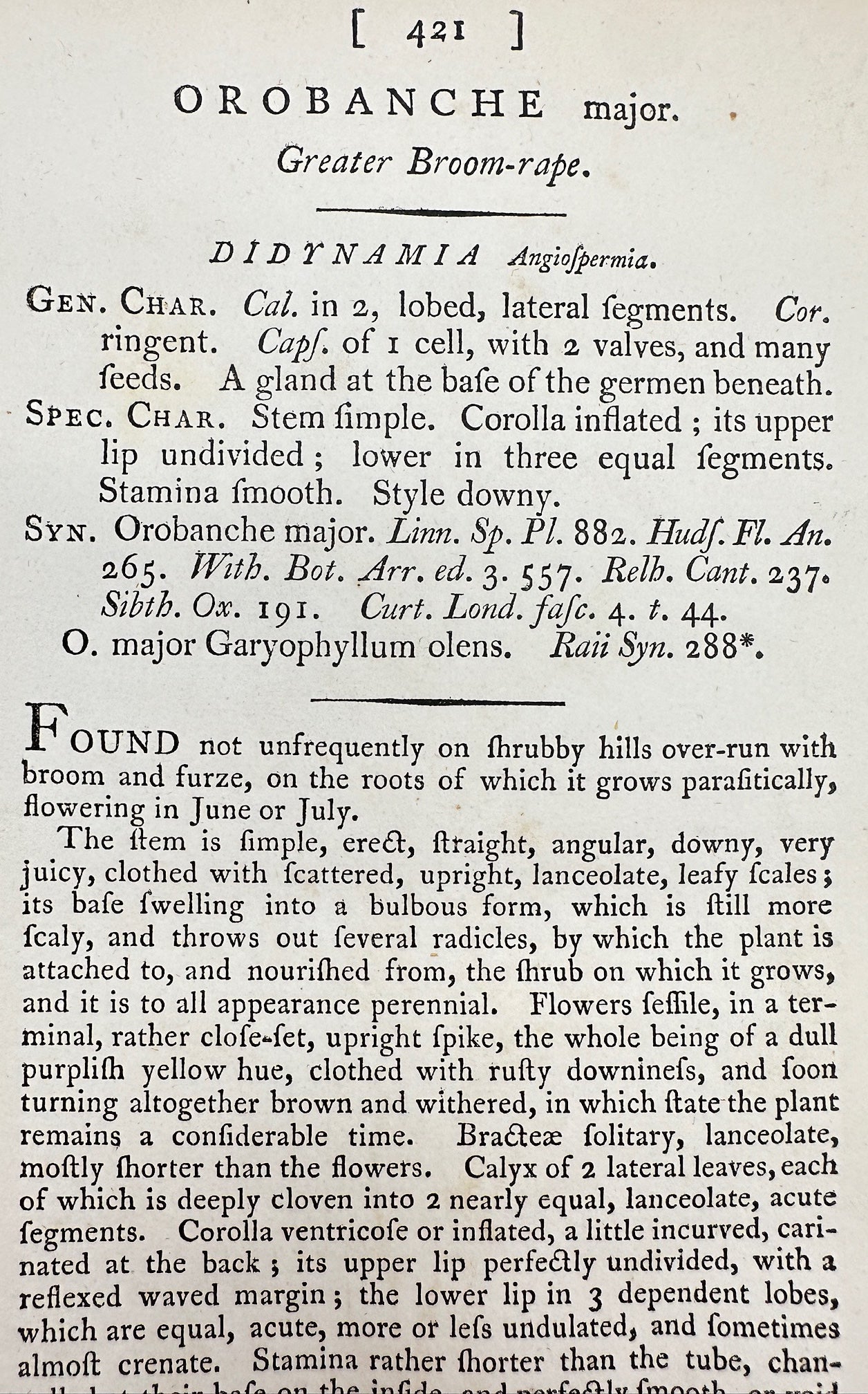 Antique Print - James Sowerby - Orobanche Major - Greater Broom-rape - F1