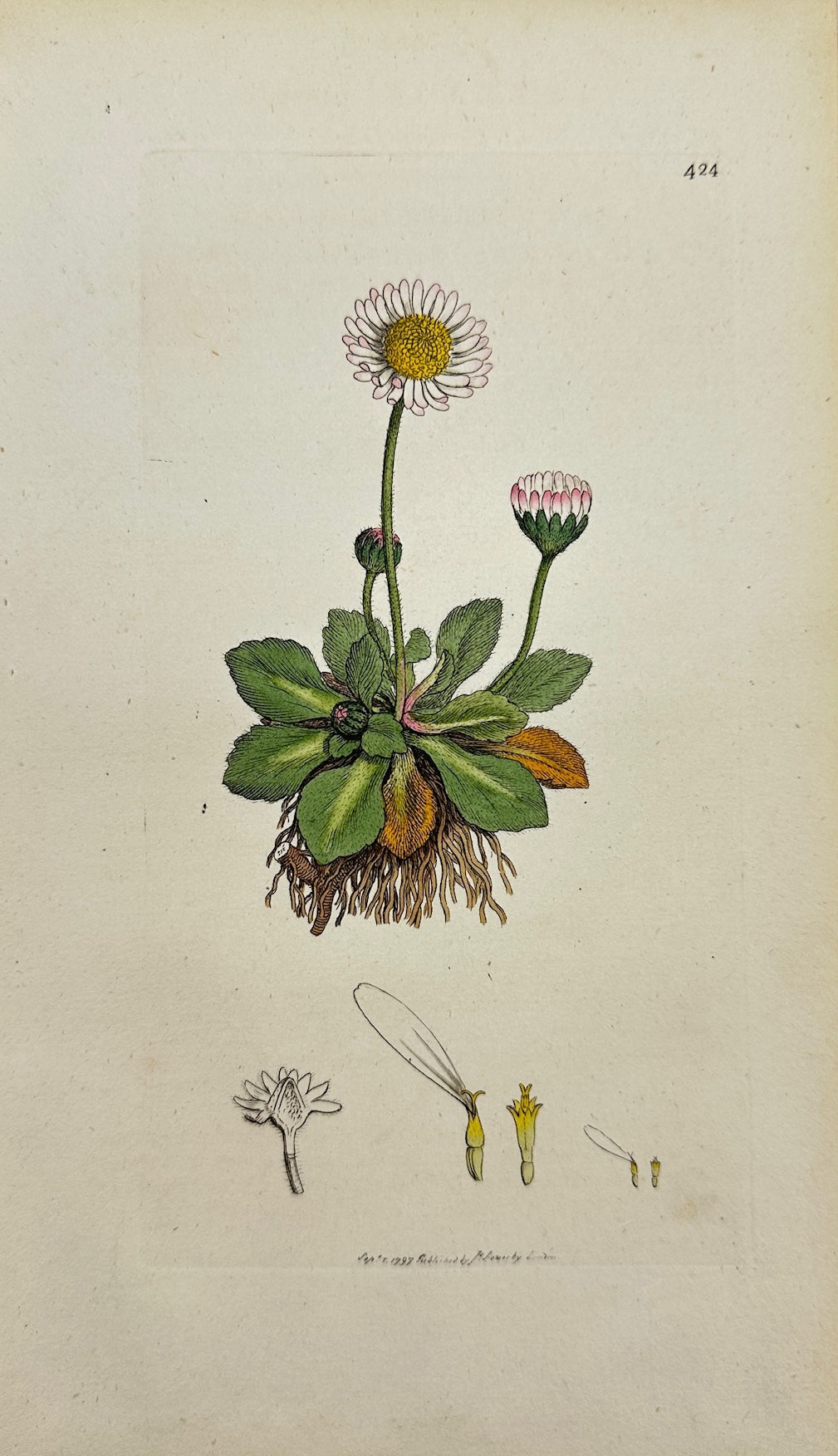 Antique Botanical Print - James Sowerby - Bellis Perennis - Common Daify - F1