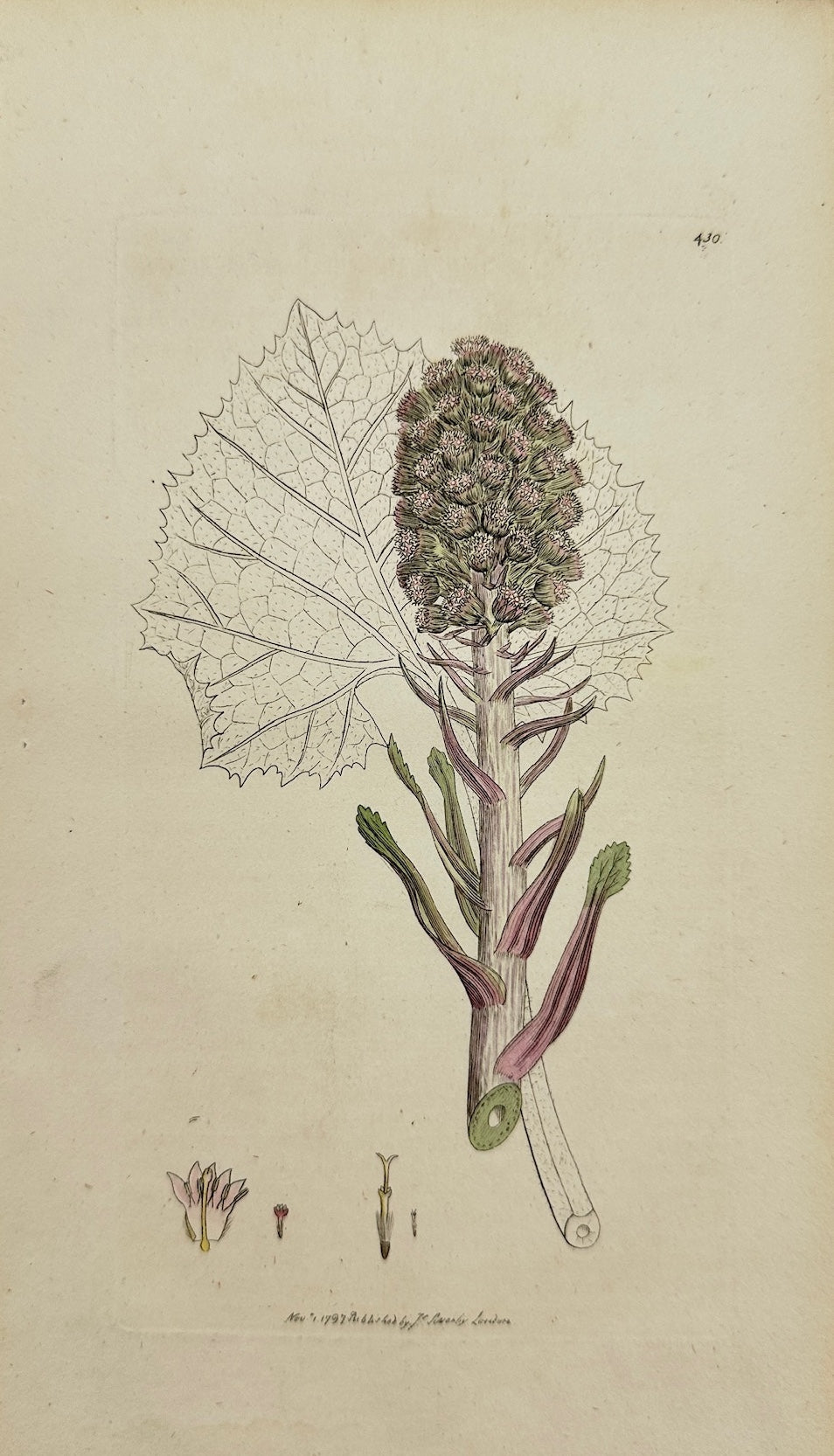 Antique Print - Sowerby - Tussilago Hybrida - Longer-ftalked Butter-bur - F1