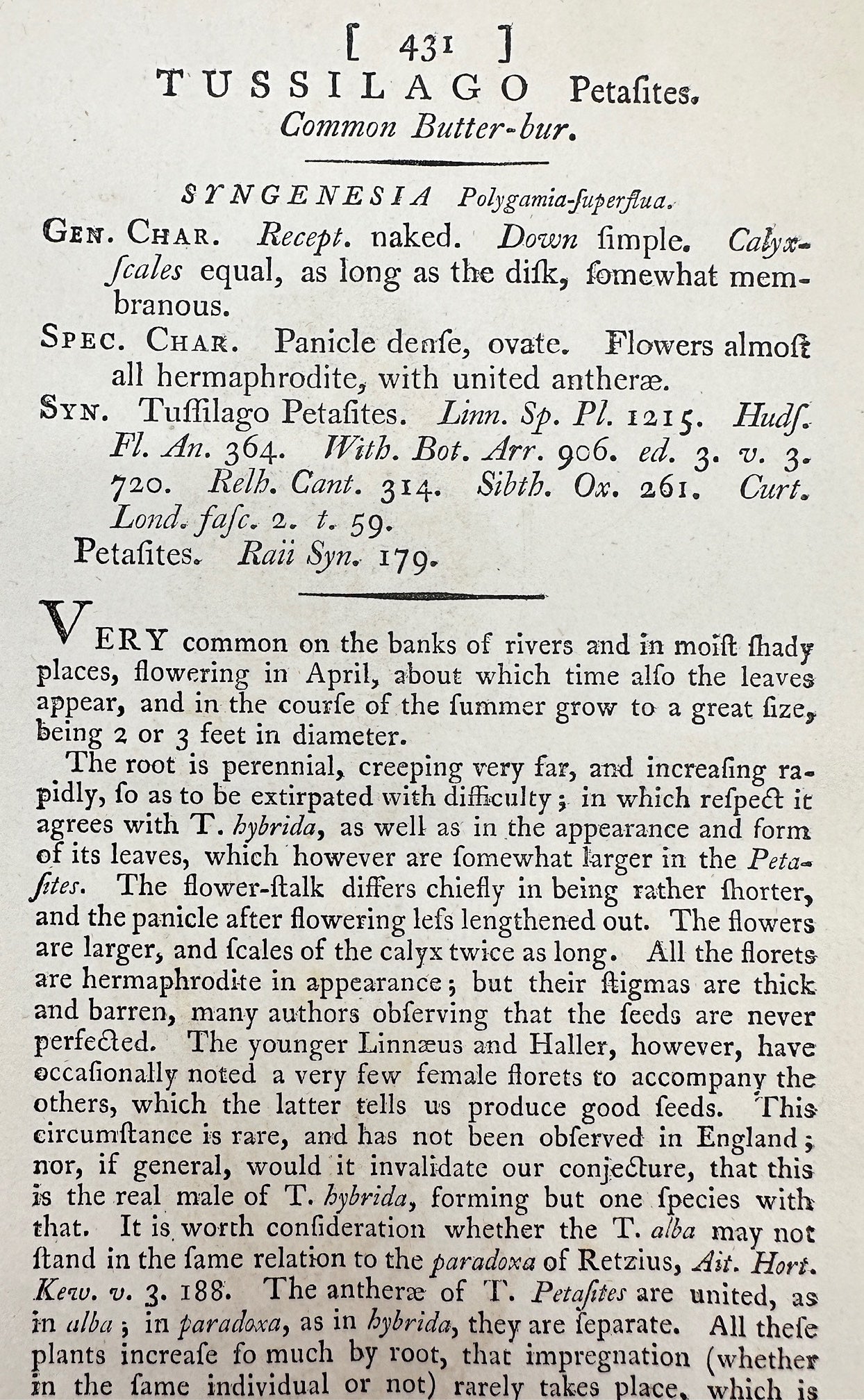 Antique Print - James Sowerby - Tussilago Hybrida - Common Butter-bur - F1