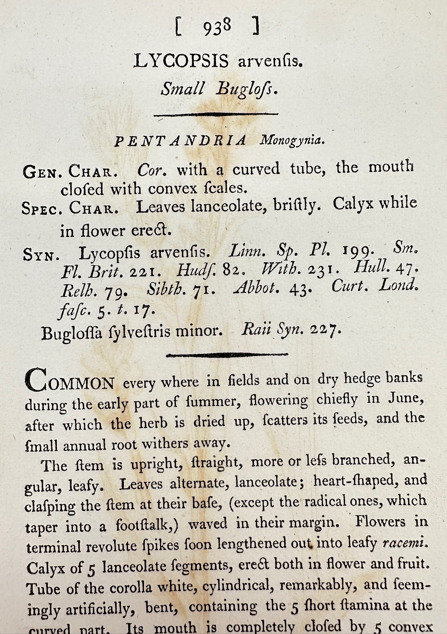 Antique Botanical Print - James Sowerby - Lycopsis Arvenſis - Small Buglofs - F1