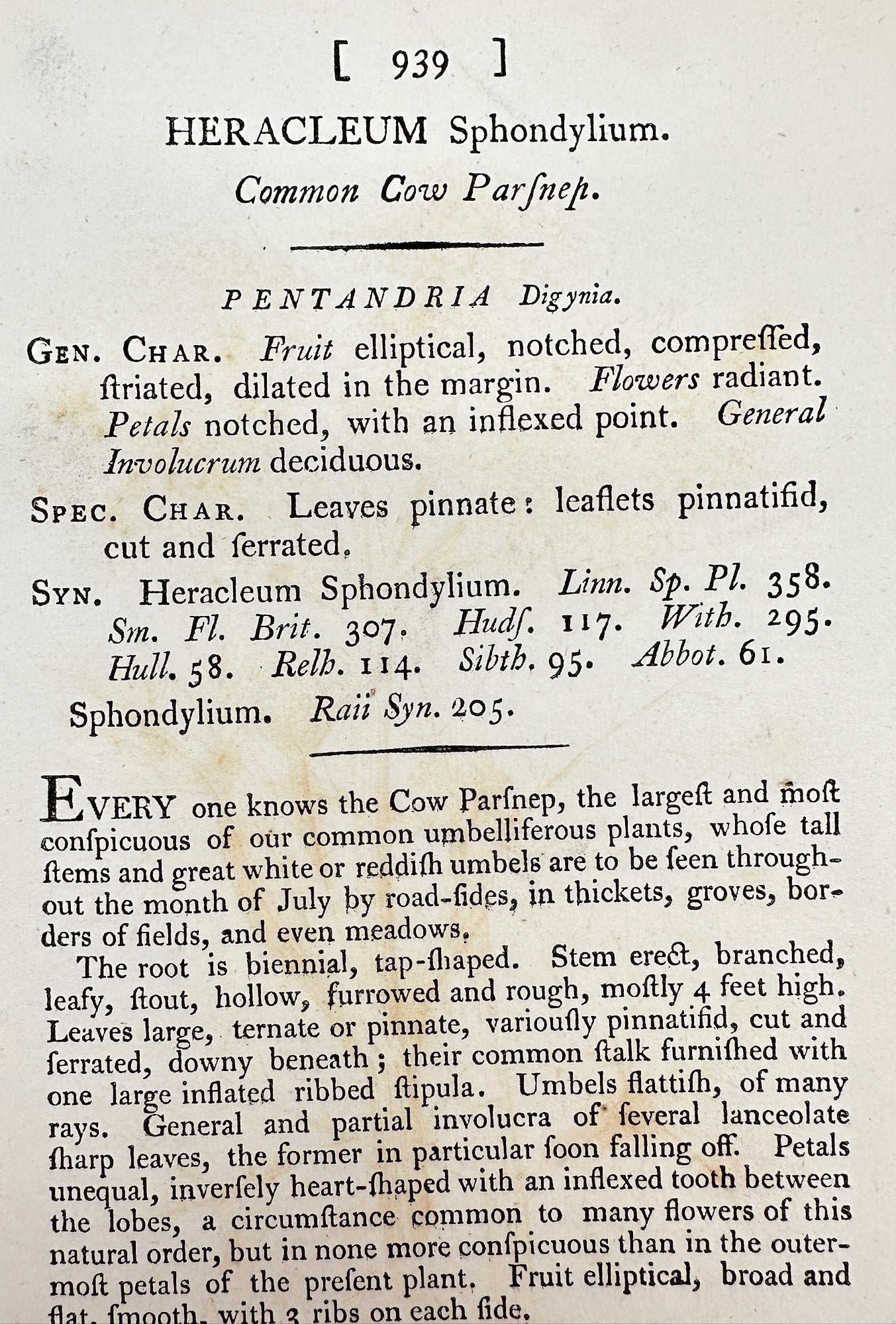 Antique Botanical Print - James Sowerby - Heracleum Sphondylium - Hogweed - F1