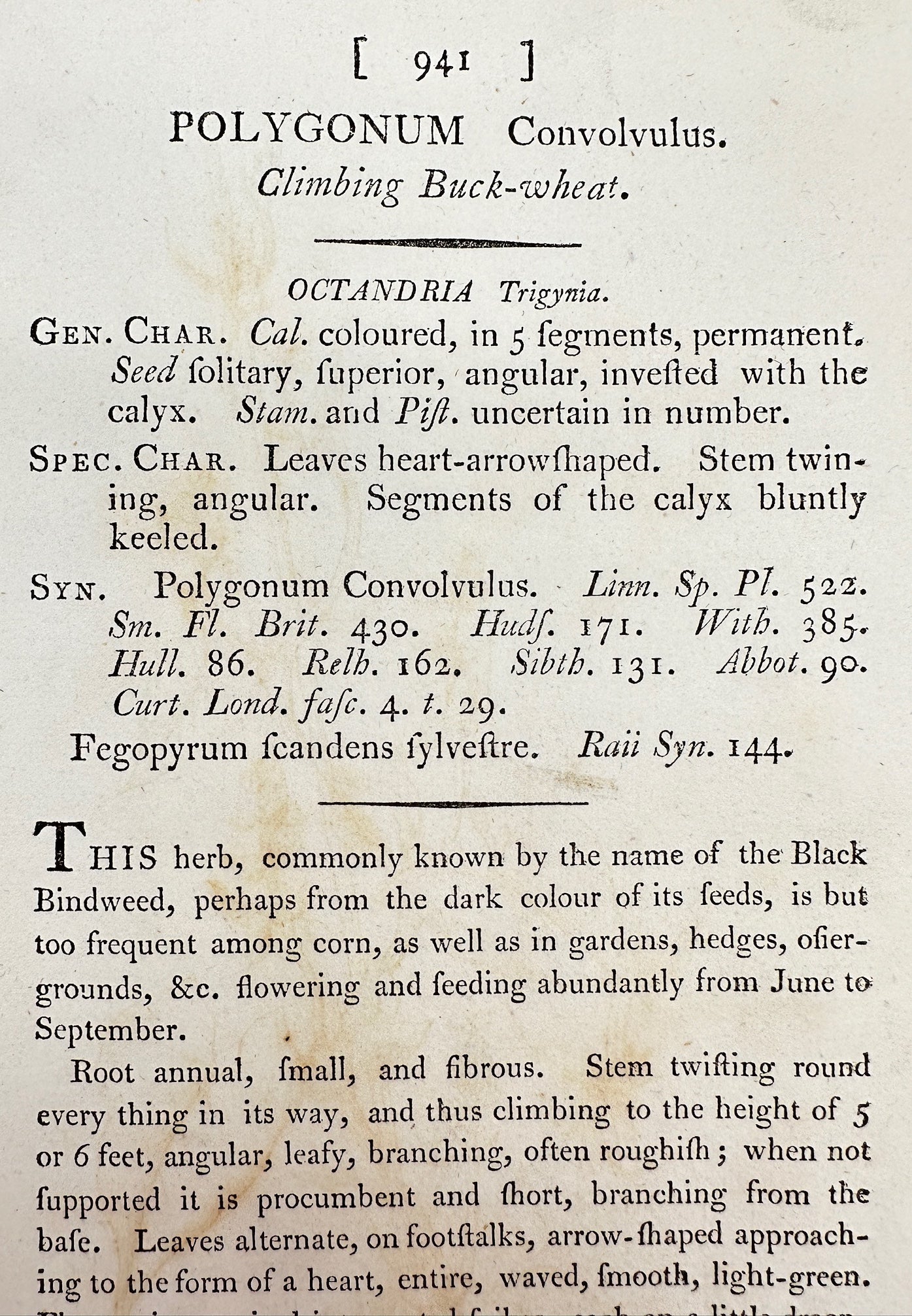 Antique Print - James Sowerby - Polygonum Convolvulus - Climbing Buck-wheat - F1