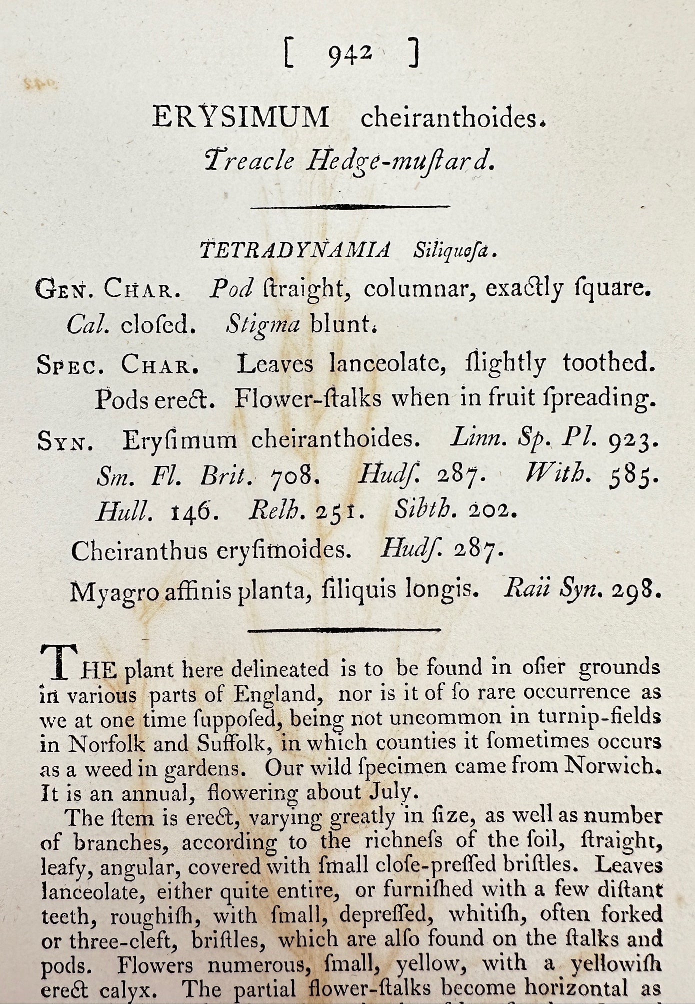 Antique Print - Sowerby - Erysimum Cheiranthoides - Treacle Hedge-mustard - F1