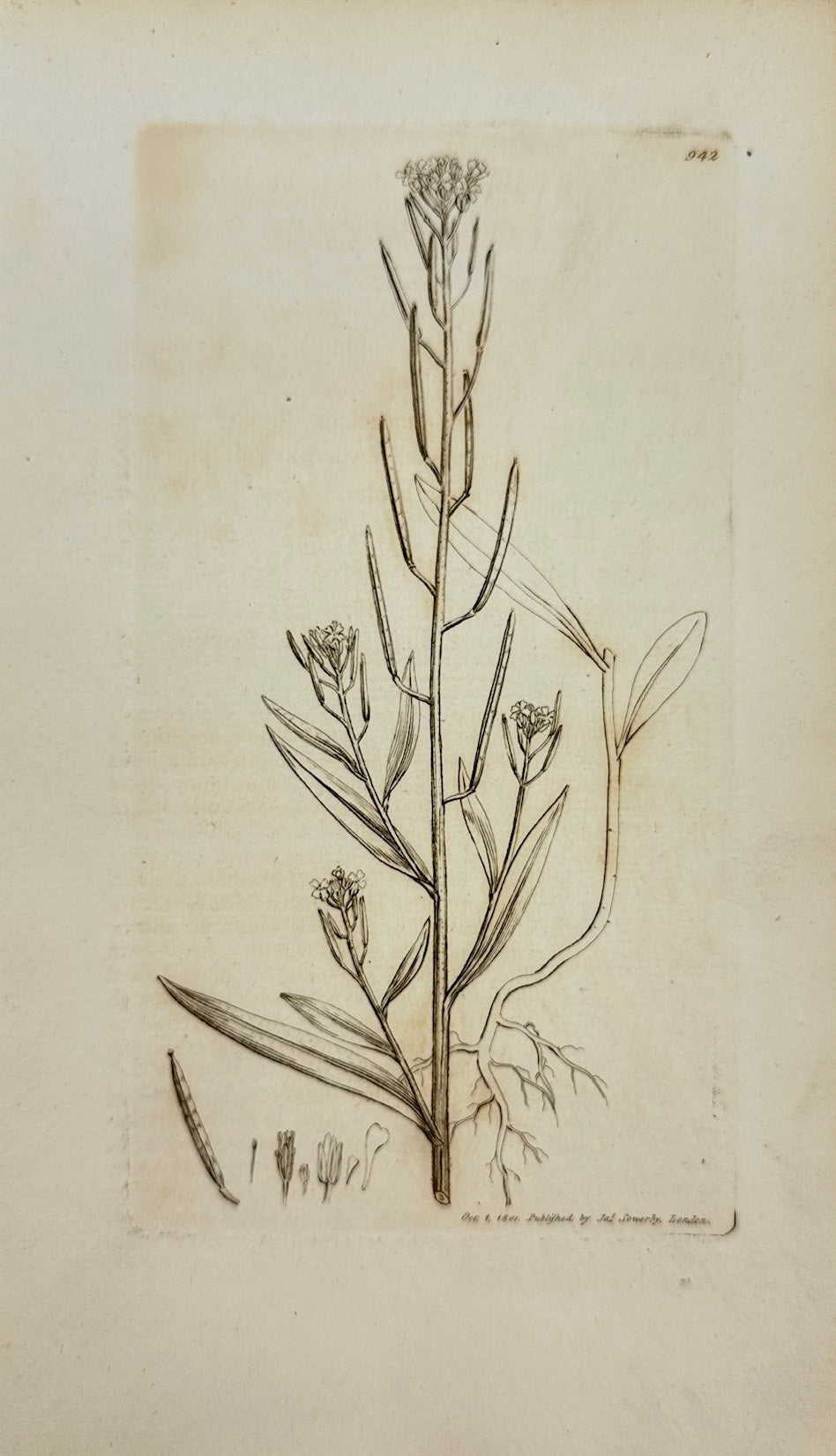 Antique Print - Sowerby - Erysimum Cheiranthoides - Treacle Hedge-mustard - F1