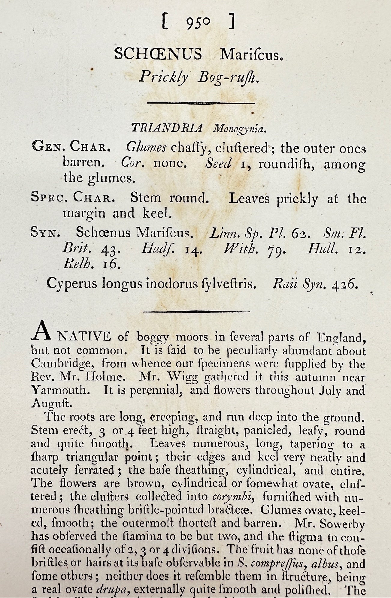 Antique Print - James Sowerby - Schenus Marifcus - Prickly Bog-rush - F1