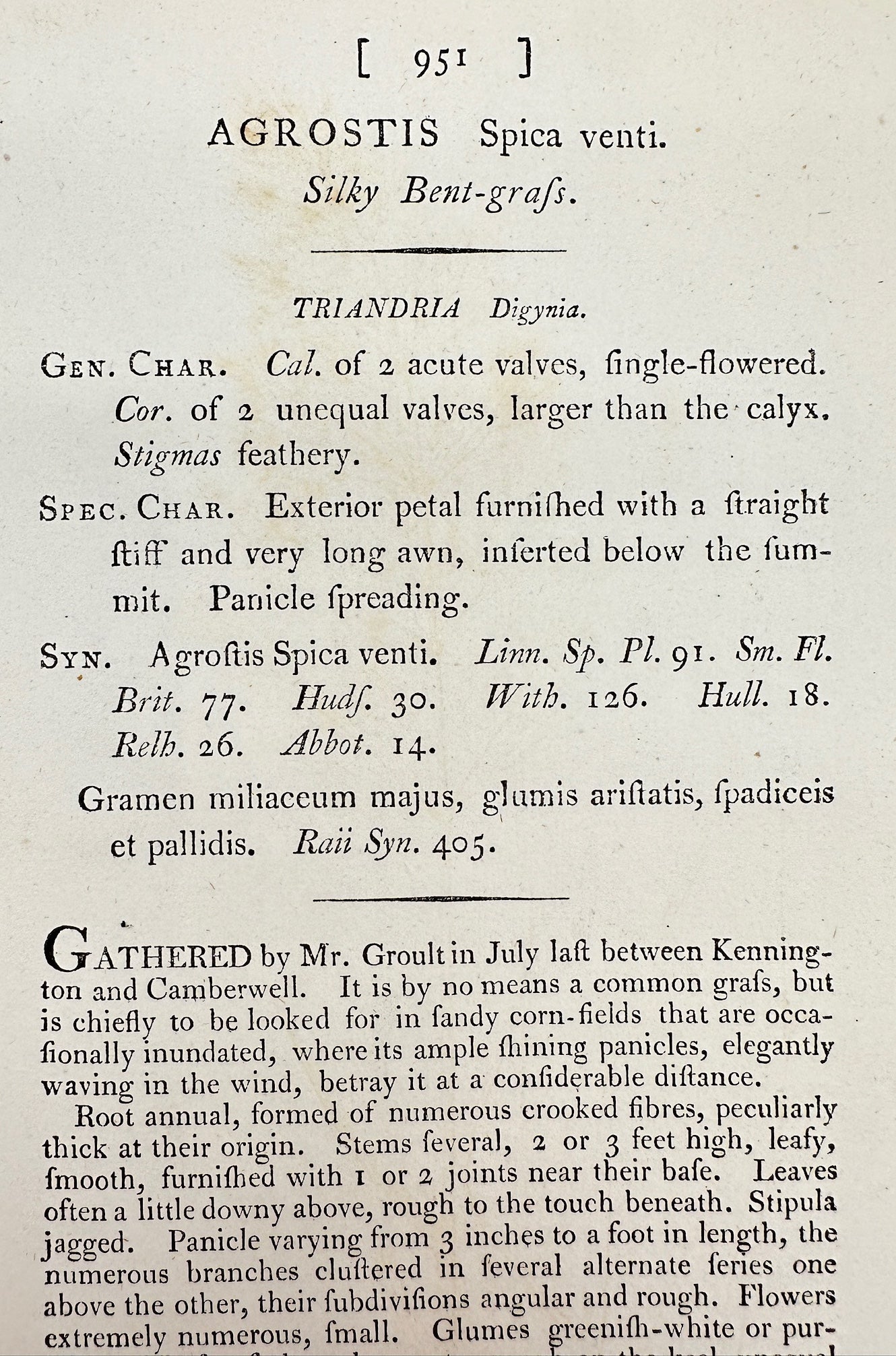 Antique Print - James Sowerby - Agrostis Spica Venti - Silky Bent-grafs - F1