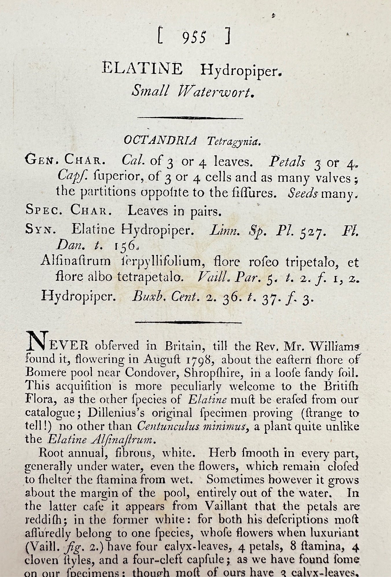 Antique Print - James Sowerby - Elatine Hydropiper - Small Waterwort - F1