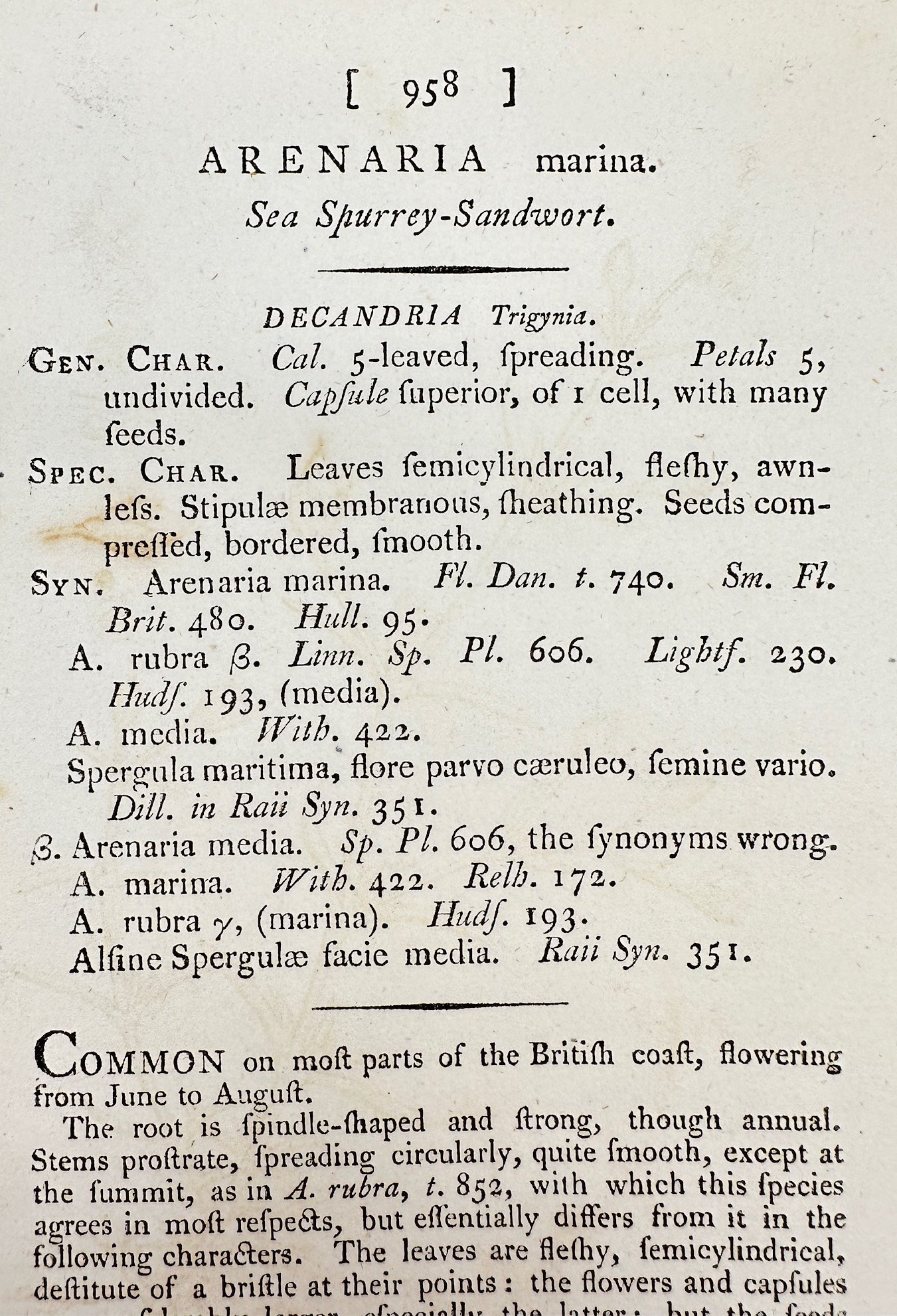 Antique Print - James Sowerby - Arenaria Marina - Sea Spurrey-Sandwort - F1