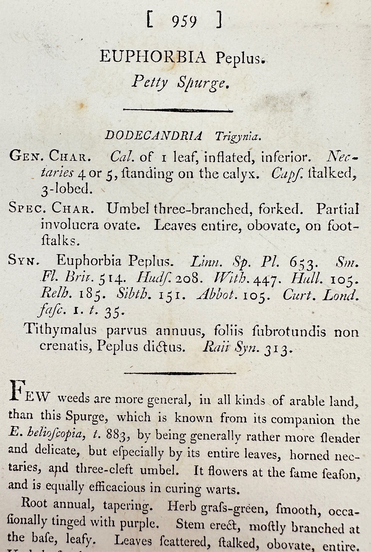 Antique Botanical Print - James Sowerby - Eurhorbia Peplus - Petty Spurge - F1
