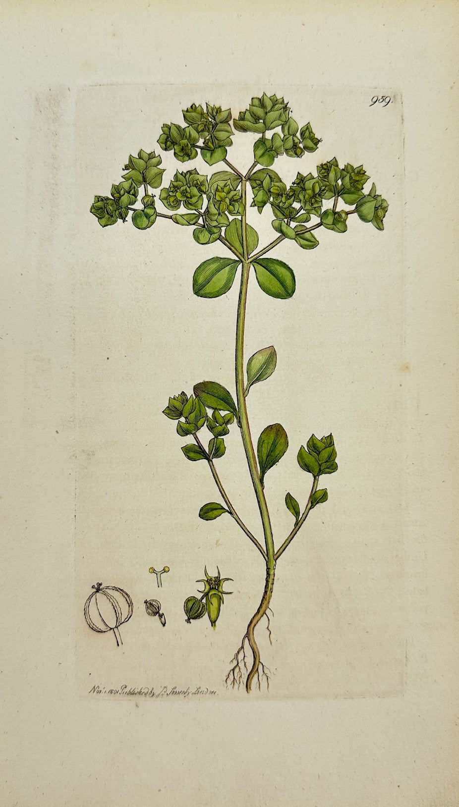 Antique Botanical Print - James Sowerby - Eurhorbia Peplus - Petty Spurge - F1