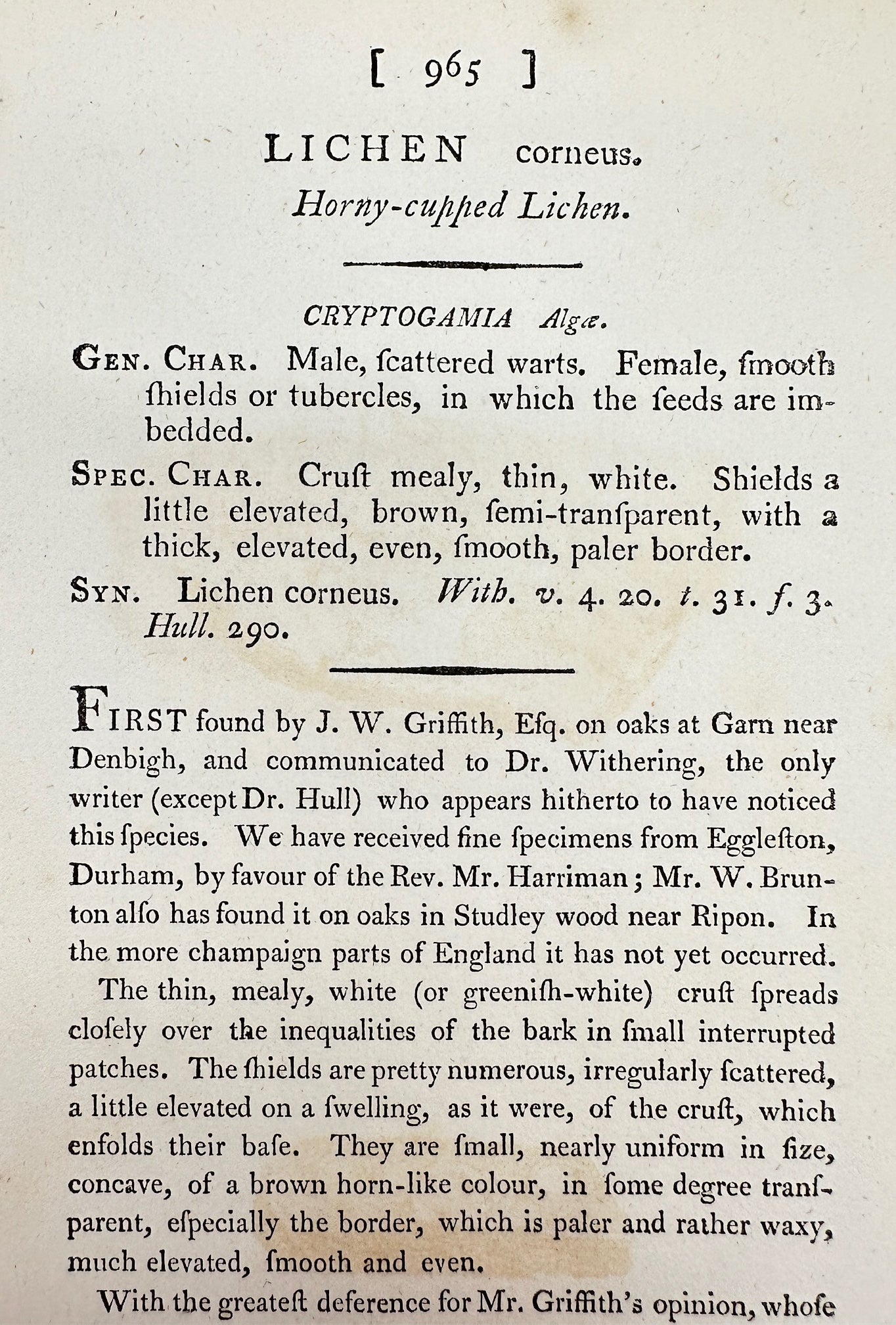 Antique Print - James Sowerby - Lichen Corneus - Horny-cupped Lichen - F1