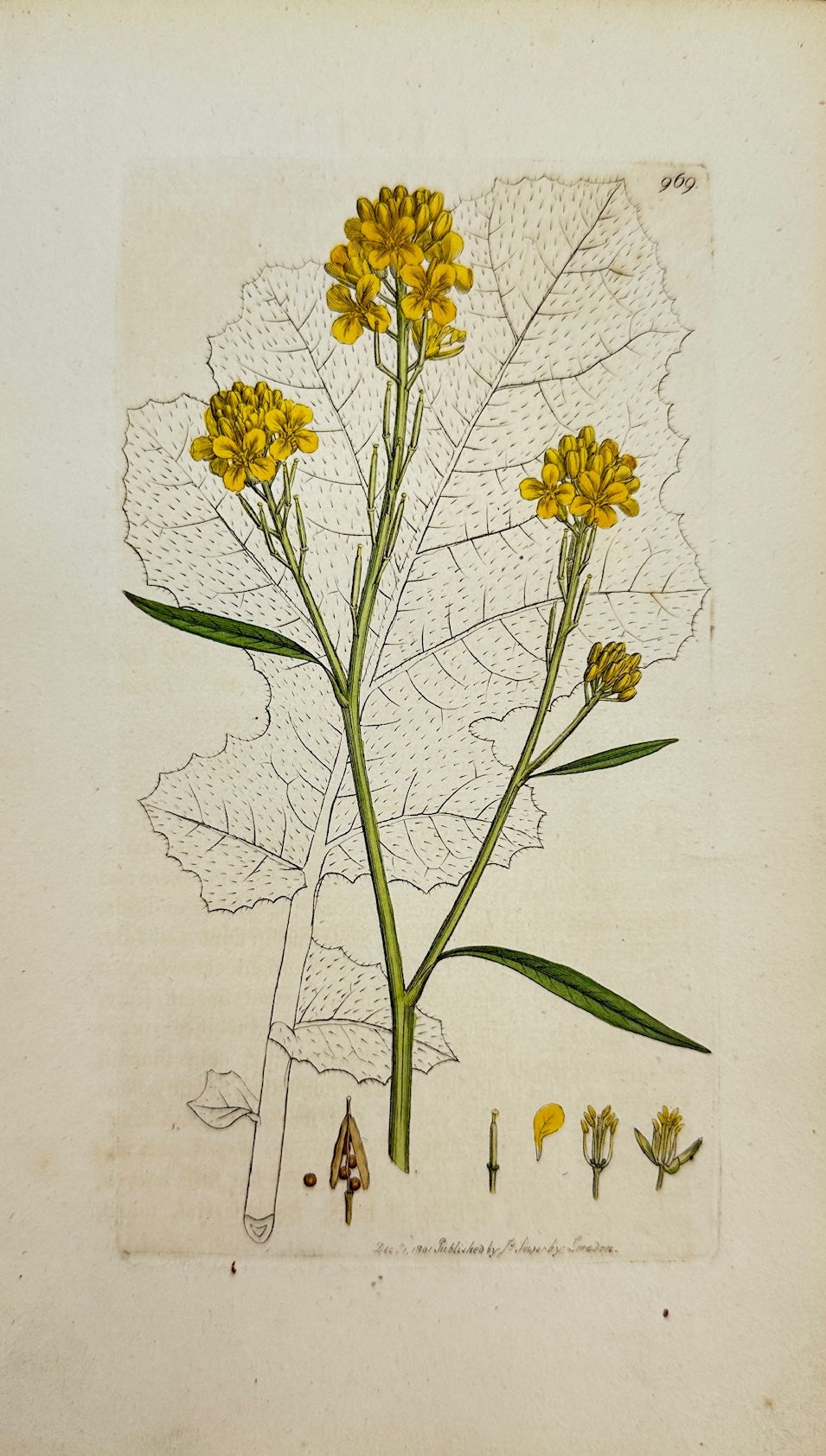 Antique Botanical Print - James Sowerby - Sinapis Nigra - Common Mustard - F1