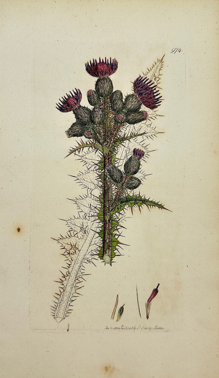 Antique Botanical Print - James Sowerby - Carduus Paluftris - Marsh Thistle - F1