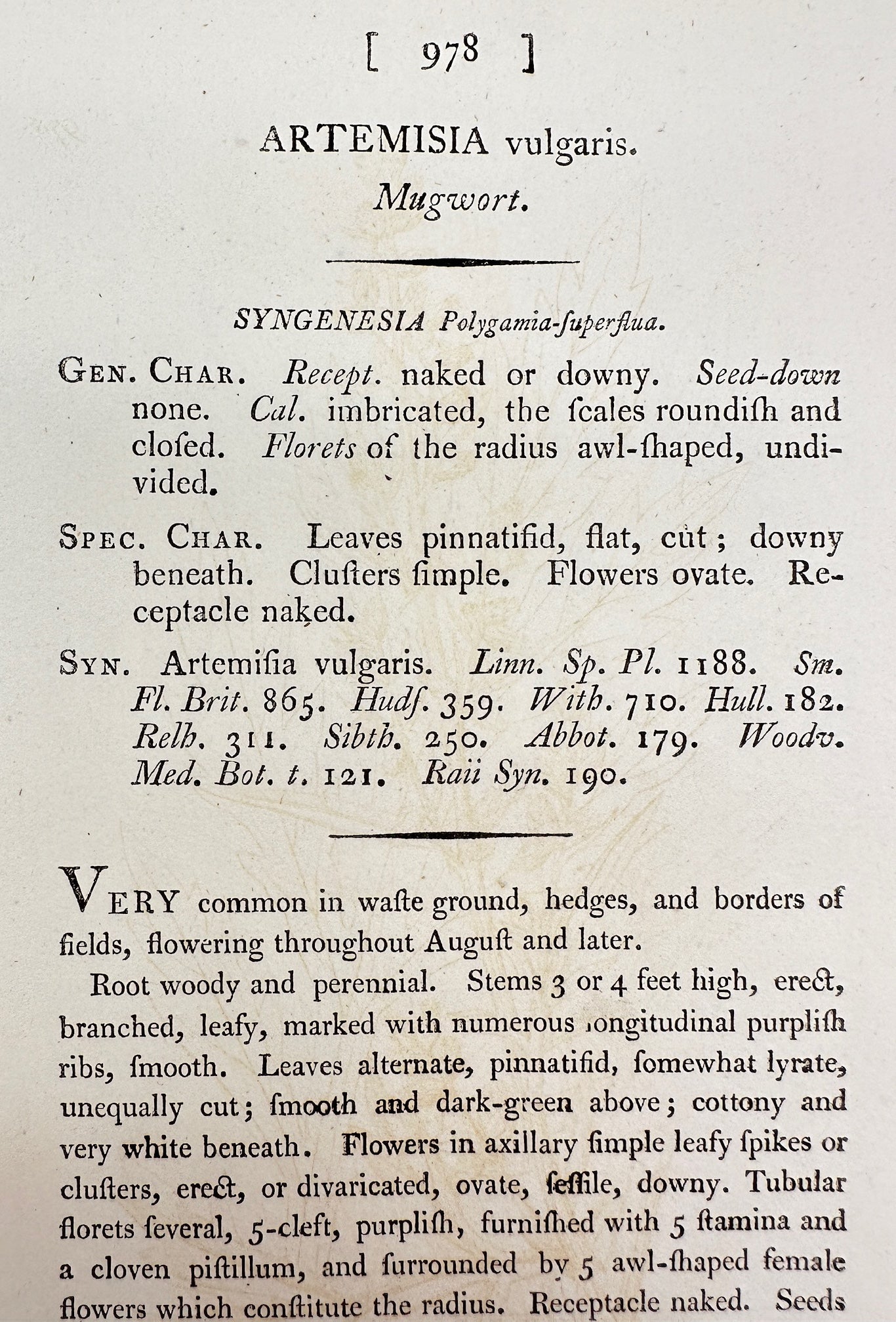 Antique Botanical Print - James Sowerby - Artemisia Vulgaris - Mugwort - F1