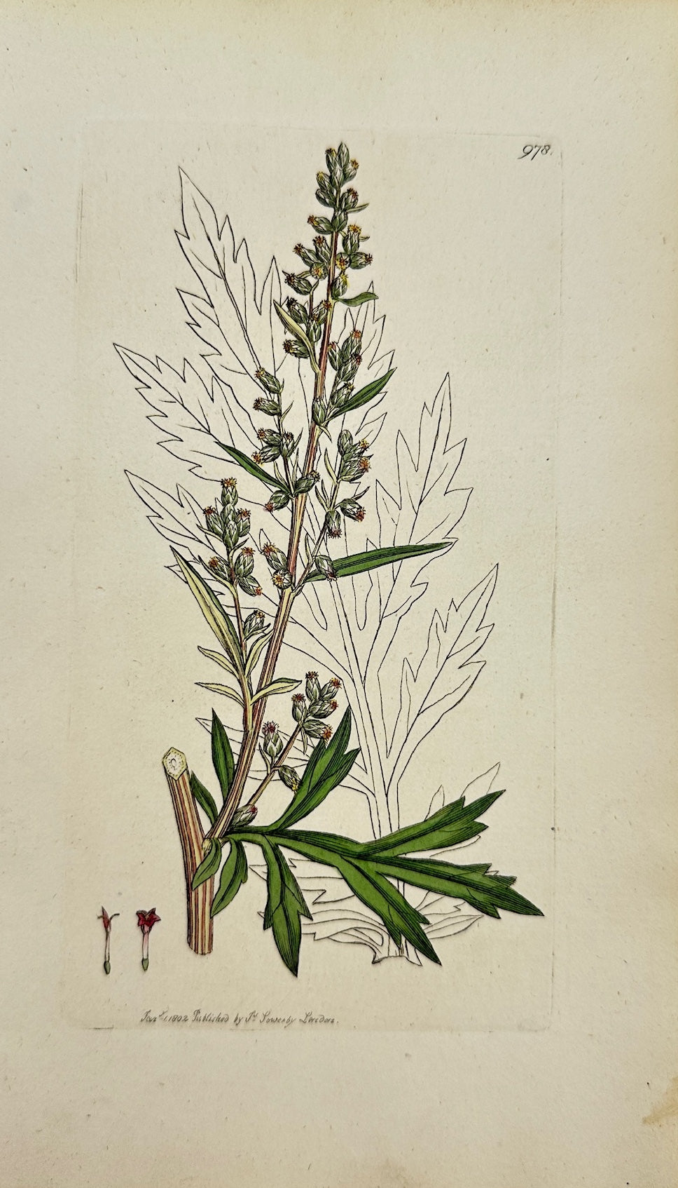 Antique Botanical Print - James Sowerby - Artemisia Vulgaris - Mugwort - F1