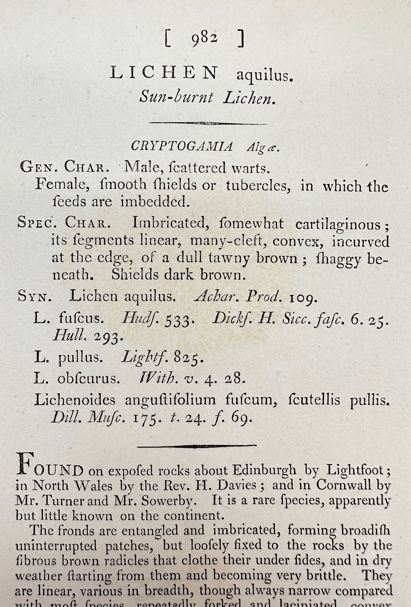 Antique Botanical Print - James Sowerby - Lichen Aquilus - Sun-burnt Lichen - F1