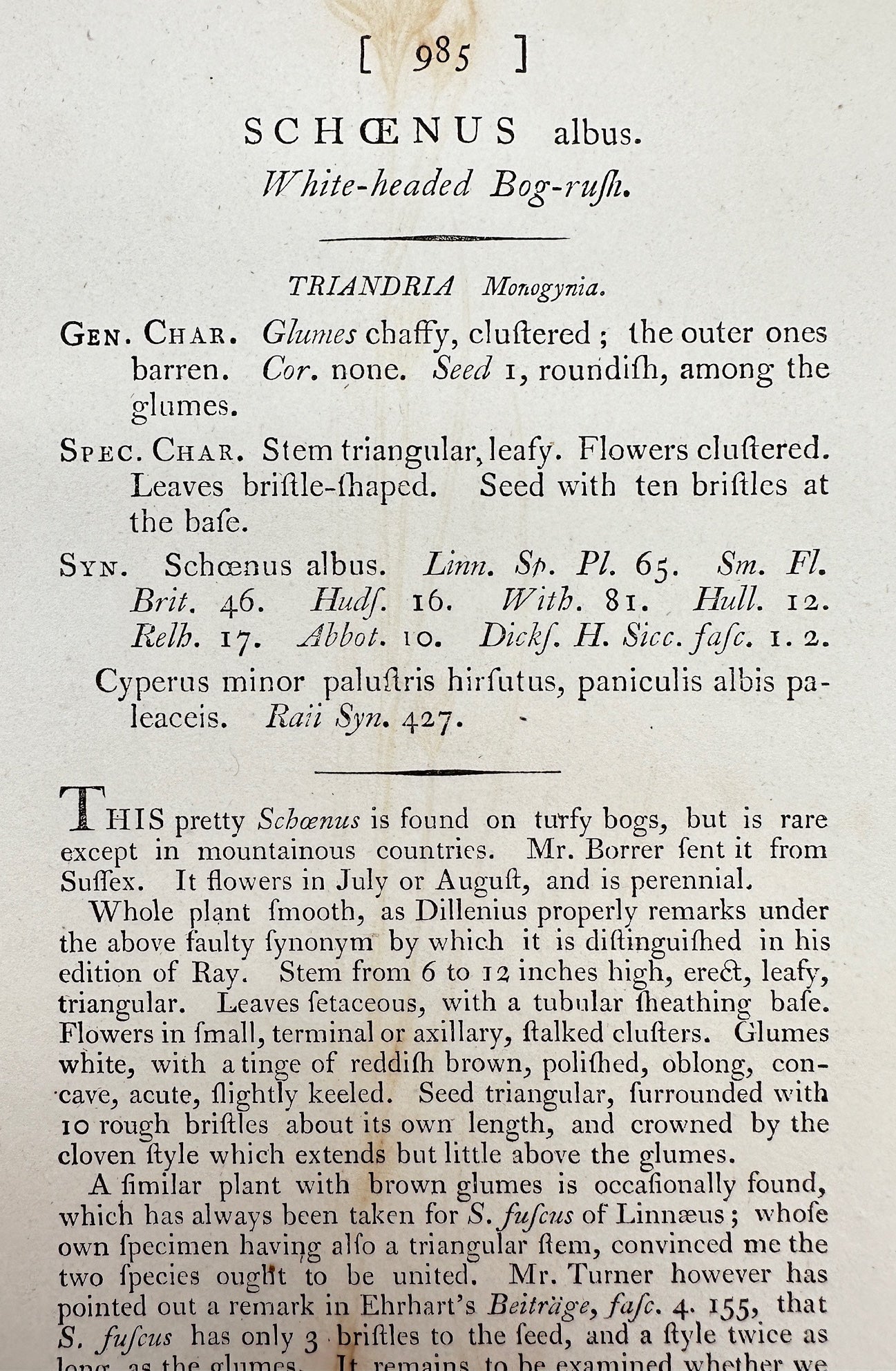 Antique Print - James Sowerby - Schenus Albus - White-headed Bog-rush - F1