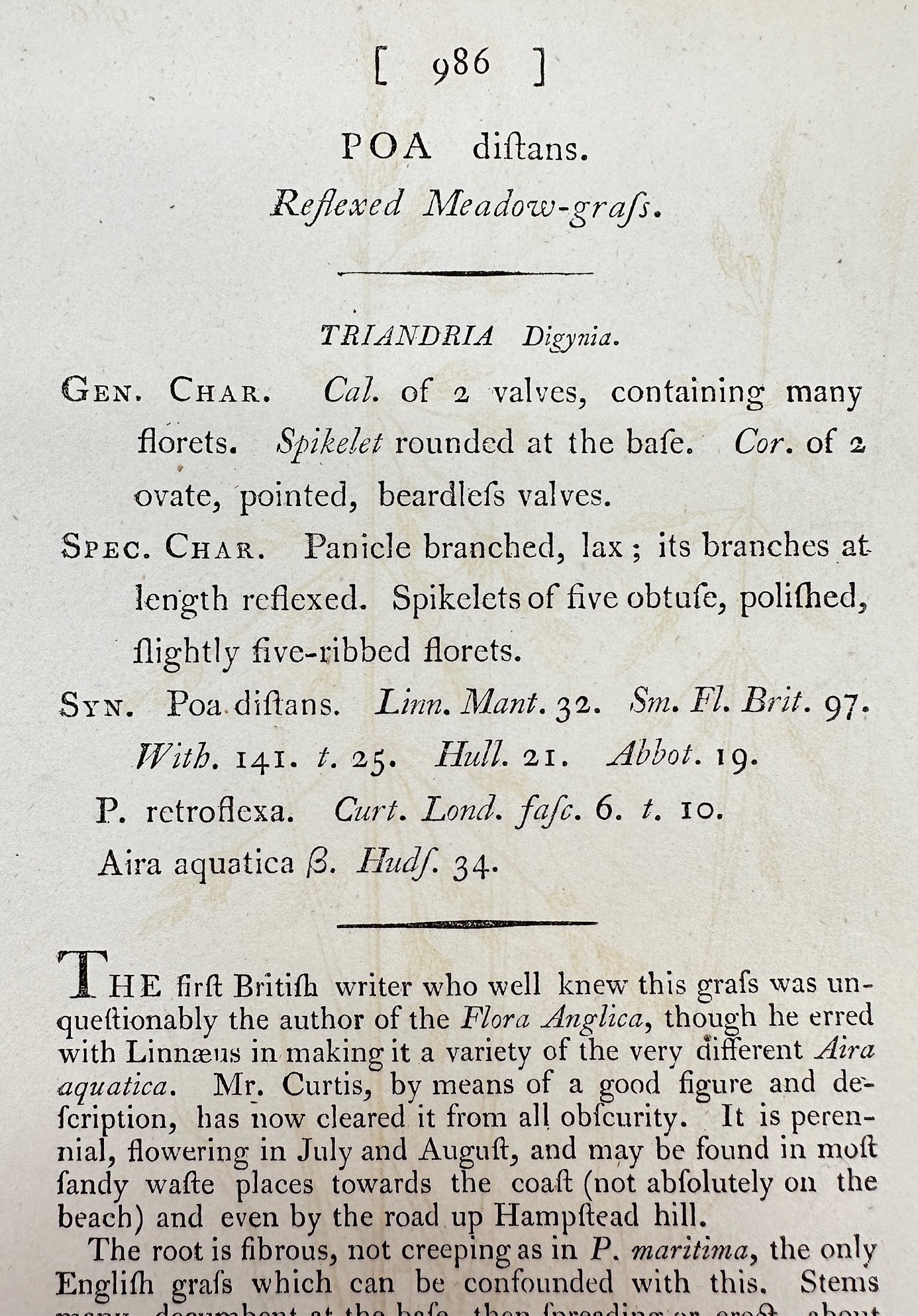 Antique Print - James Sowerby - Poa Diftans - Reflexed Meadow-grafs - F1