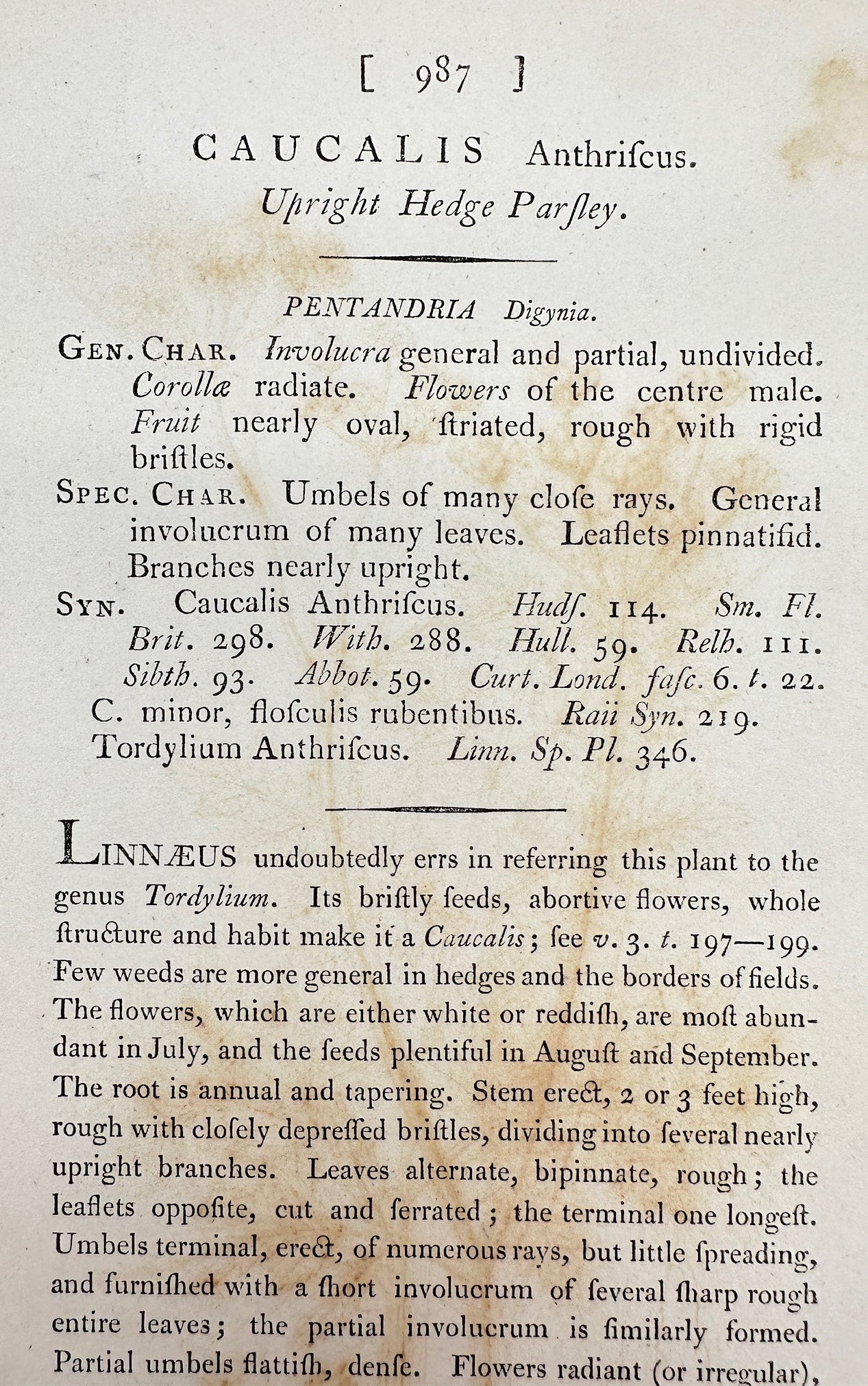 Antique Print - James Sowerby - Caucalis Anthrifcus - Upright Hedge Parsley - F1