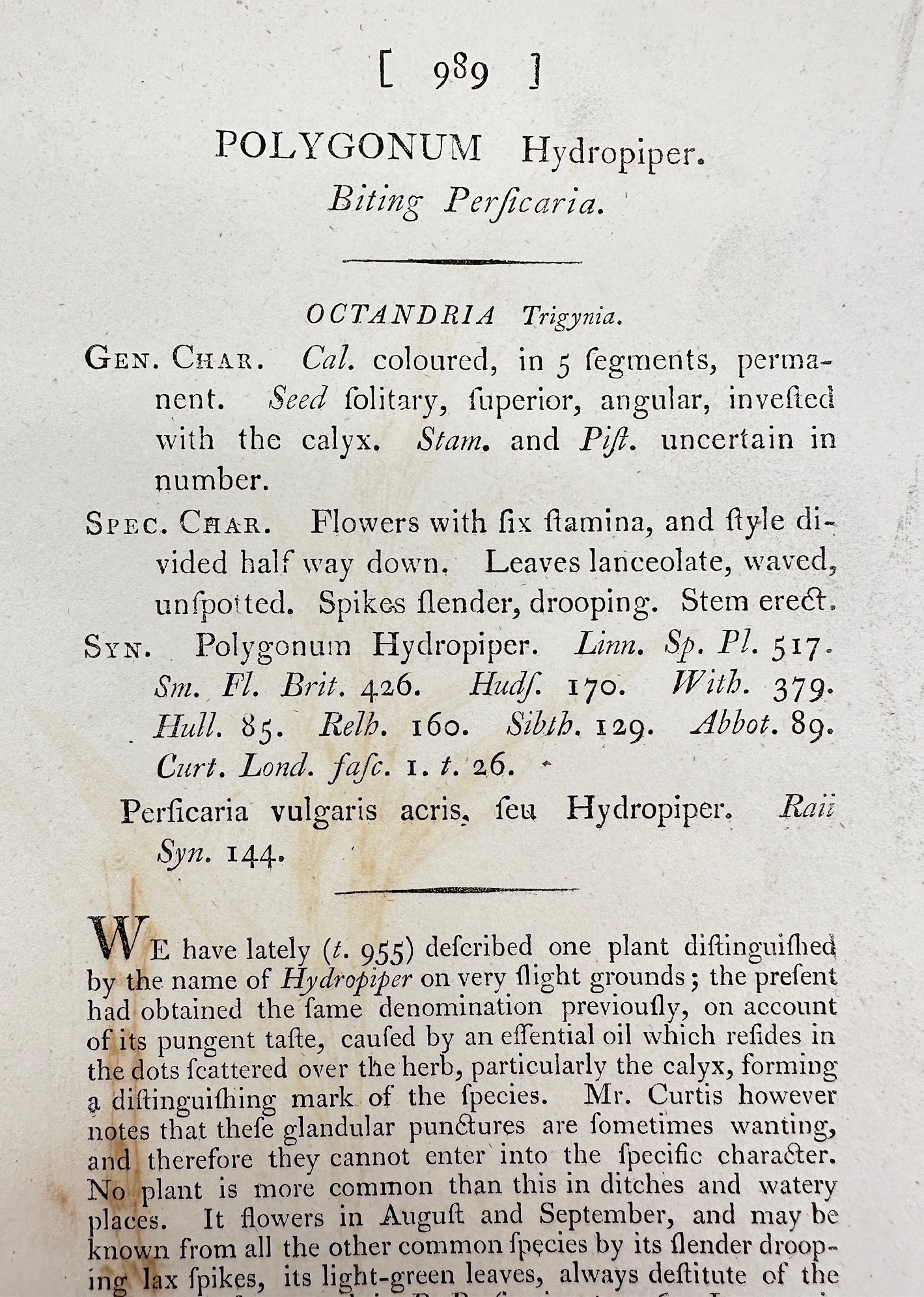 Antique Print - James Sowerby - Polygonum Hydropiper - Biting Perficaria - F1