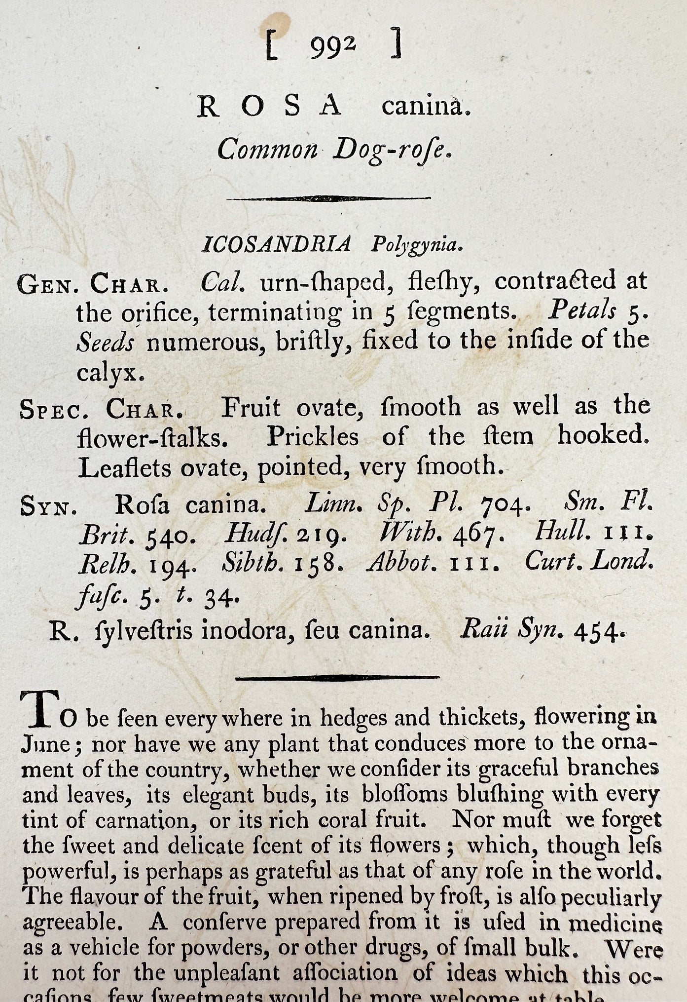 Antique Botanical Print - James Sowerby - Rosa Canina - Common Dog-rofe - F1