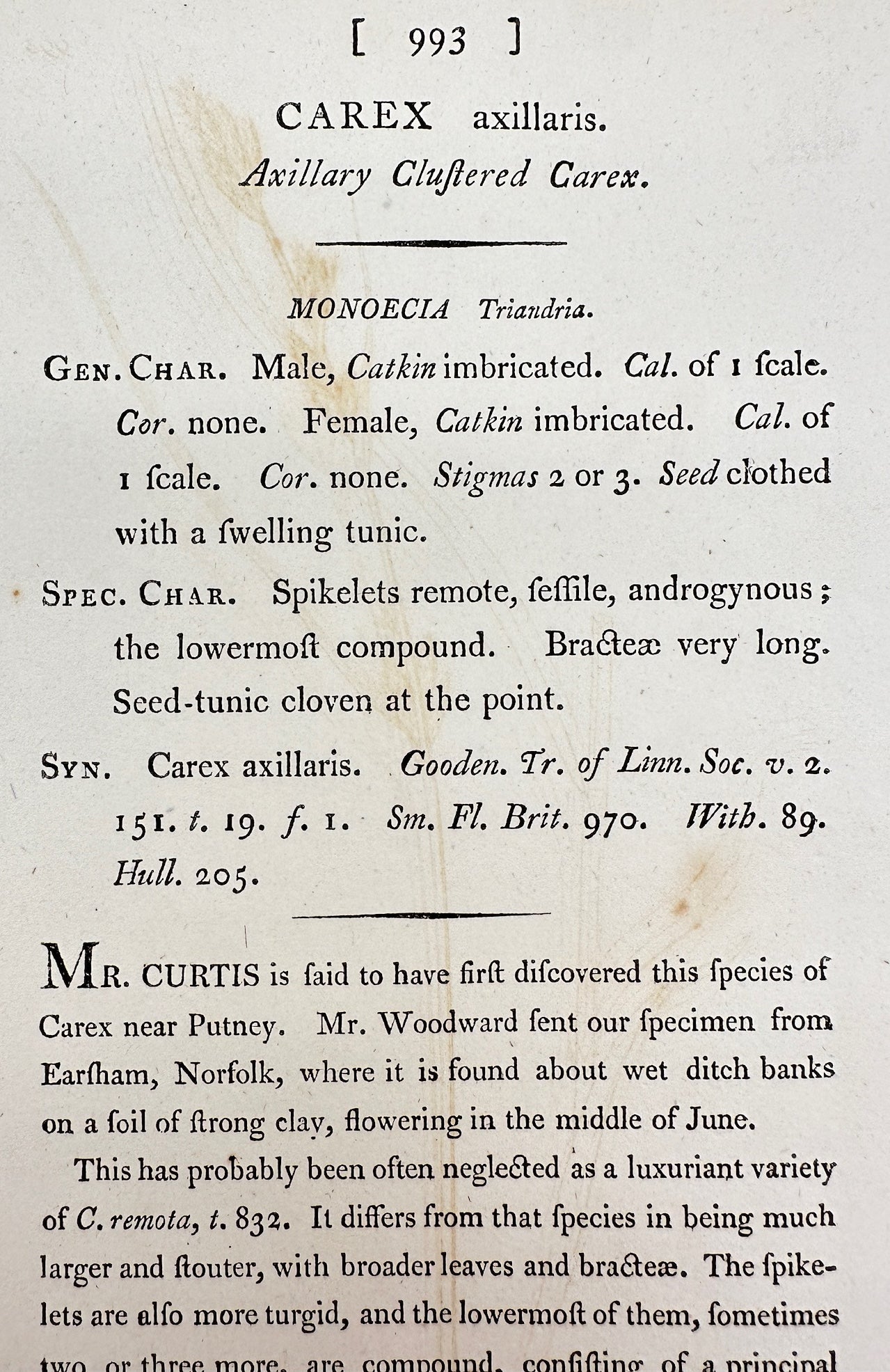 Antique Print - James Sowerby - Carex Axillaris - Axillary Clustered Carex - F1