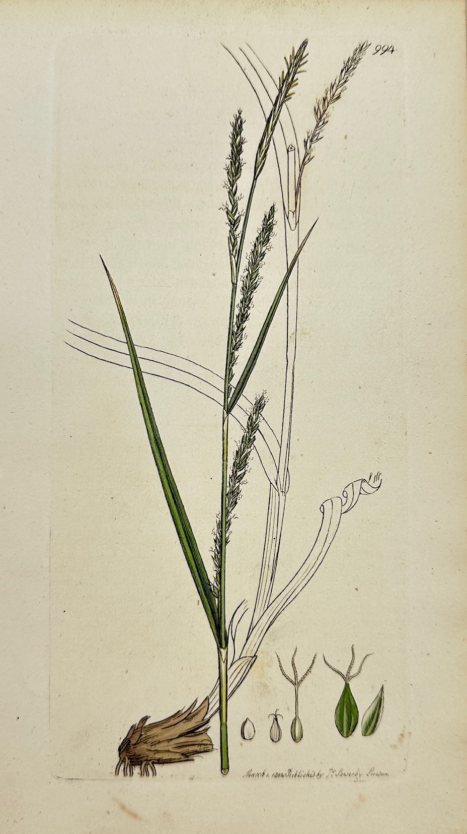 Antique Print - James Sowerby - Carex ſtrigofa - Loose Pendulous Carex - F1