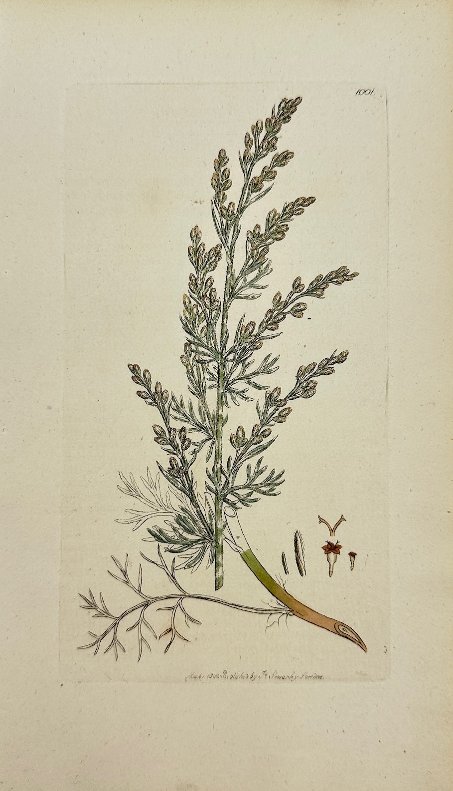 Antique Botanical Print - James Sowerby - Artemisia Maritima - Sea Wormwood - F1