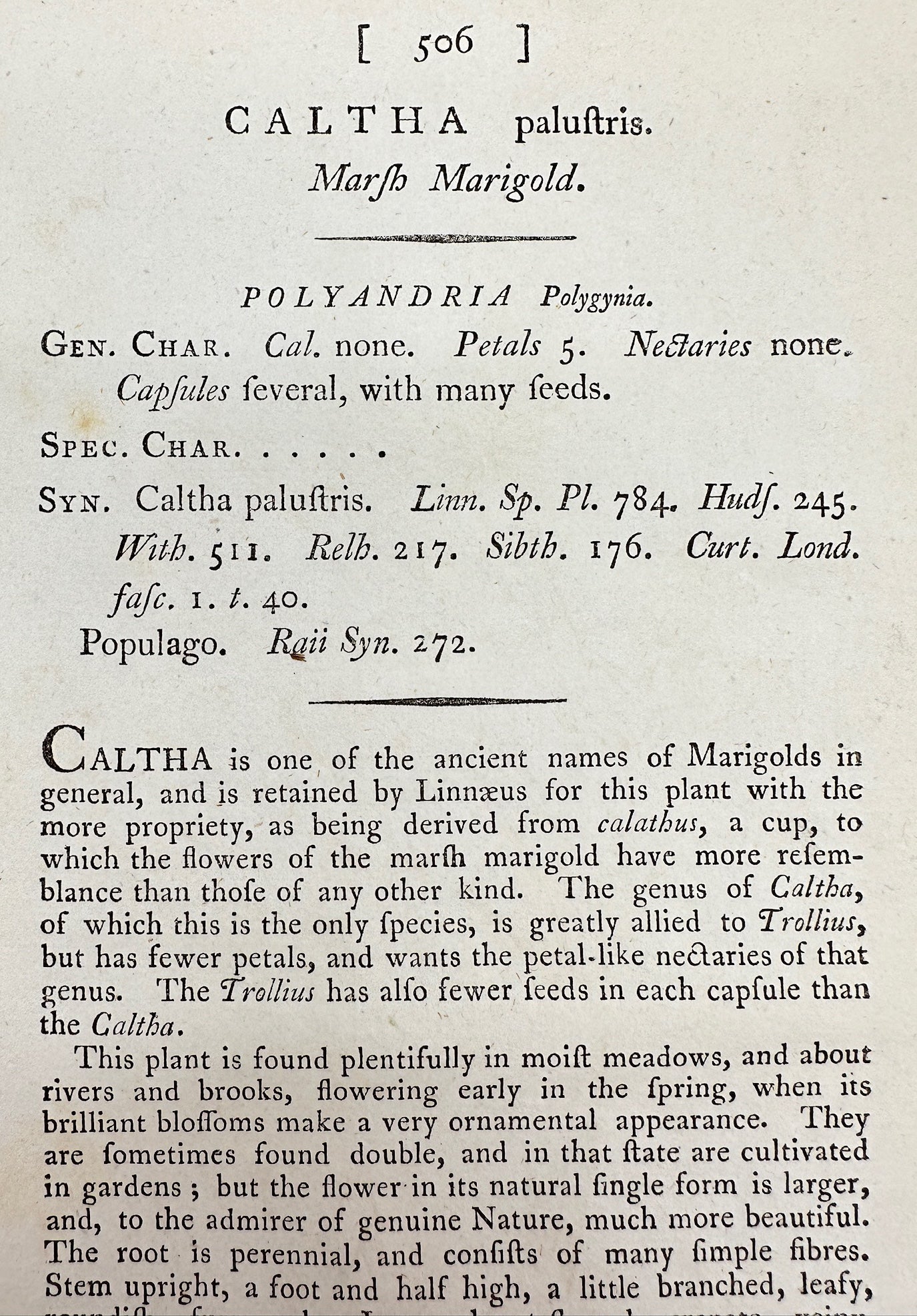 Antique Botanical Print - James Sowerby - Caltha Paluftris - Marsh Marigold - F1