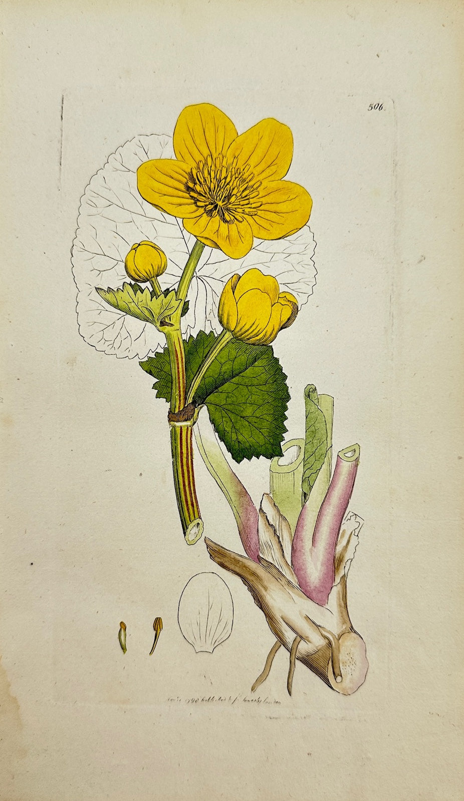 Antique Botanical Print - James Sowerby - Caltha Paluftris - Marsh Marigold - F1