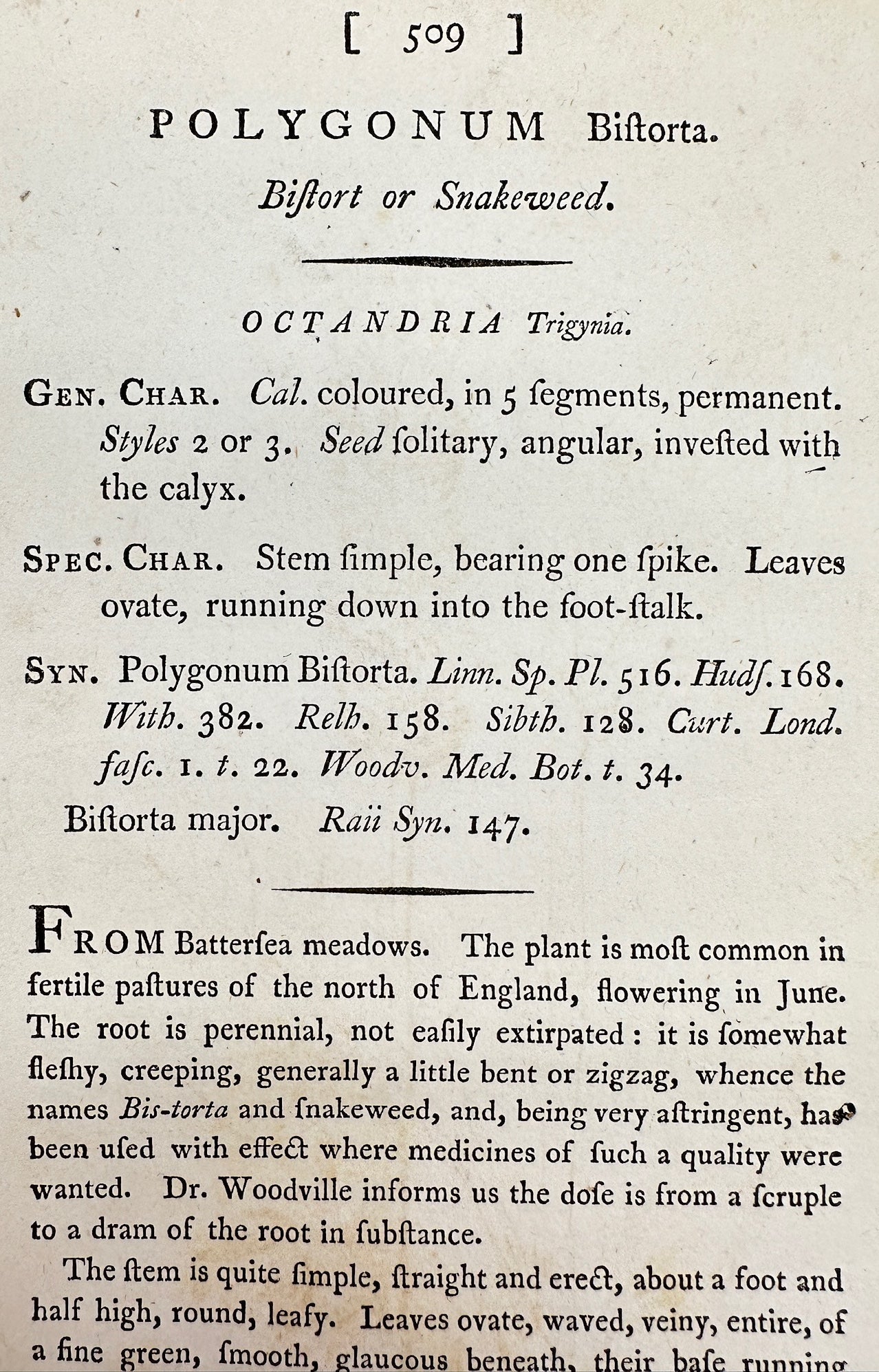 Antique Botanical Print - James Sowerby - Polygonum Biſtorta - Bistort - F1