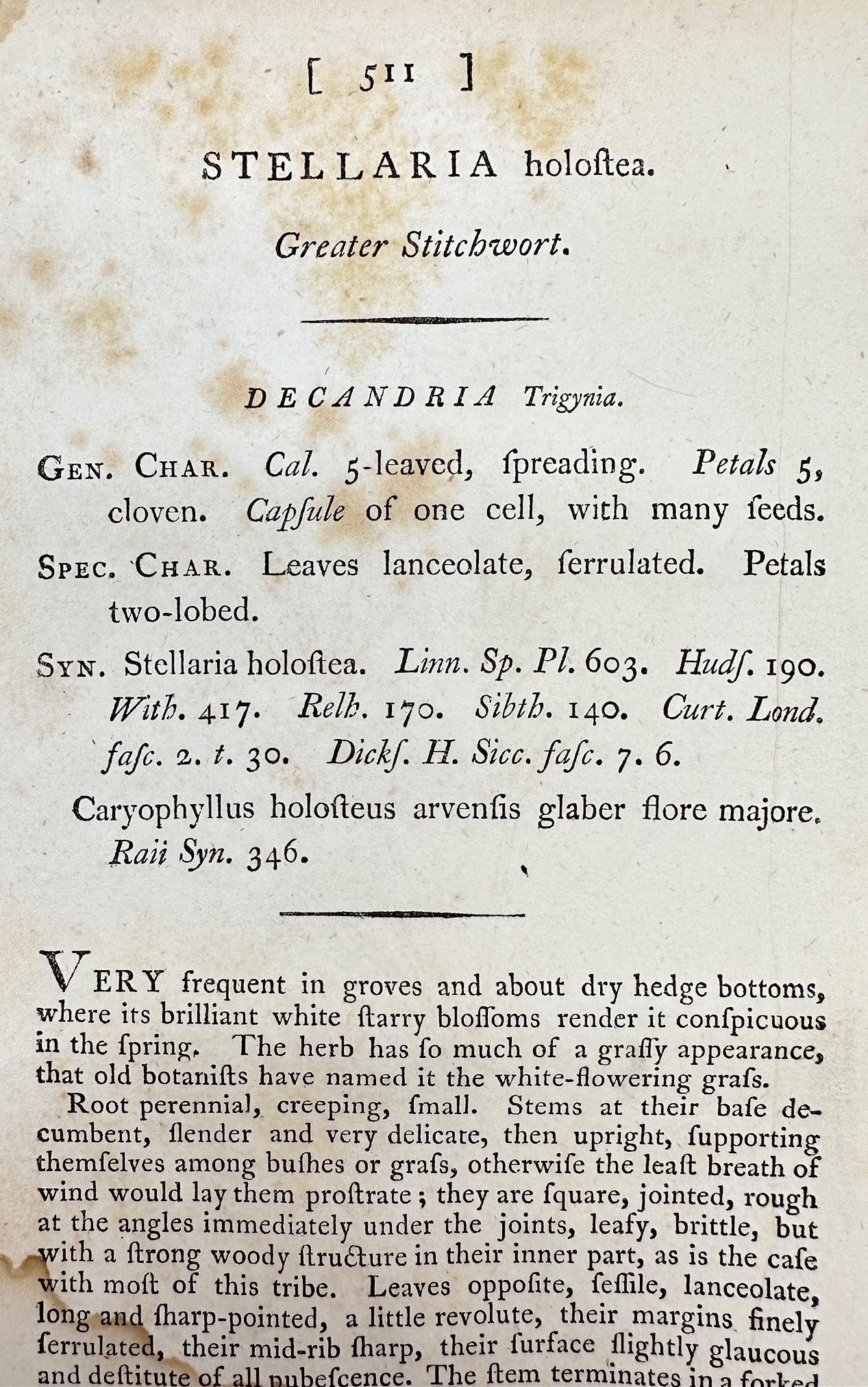 Antique Print - James Sowerby - Stellaria Holoftea - Greater Stitchwort - F1