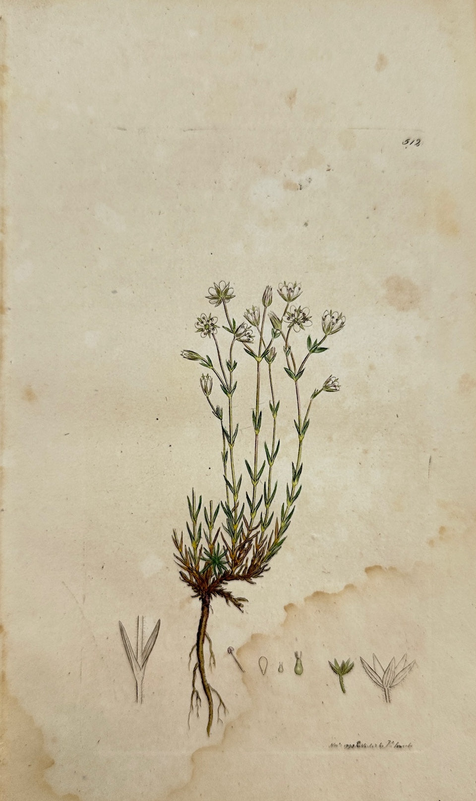 Antique Botanical Print - James Sowerby - Arenaria Verna - Vernal Sandwort - F1